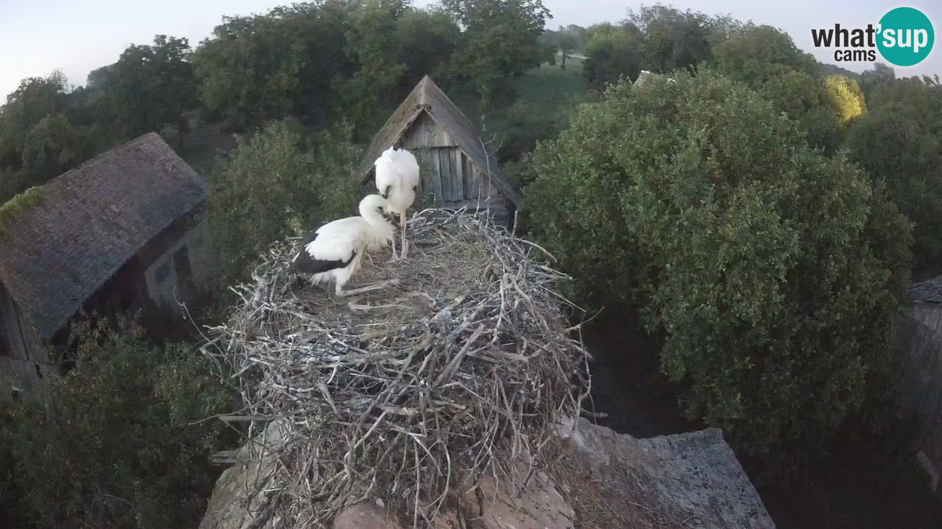 Webcam Europäisches Storchendorf – Naturpark Lonjsko polje