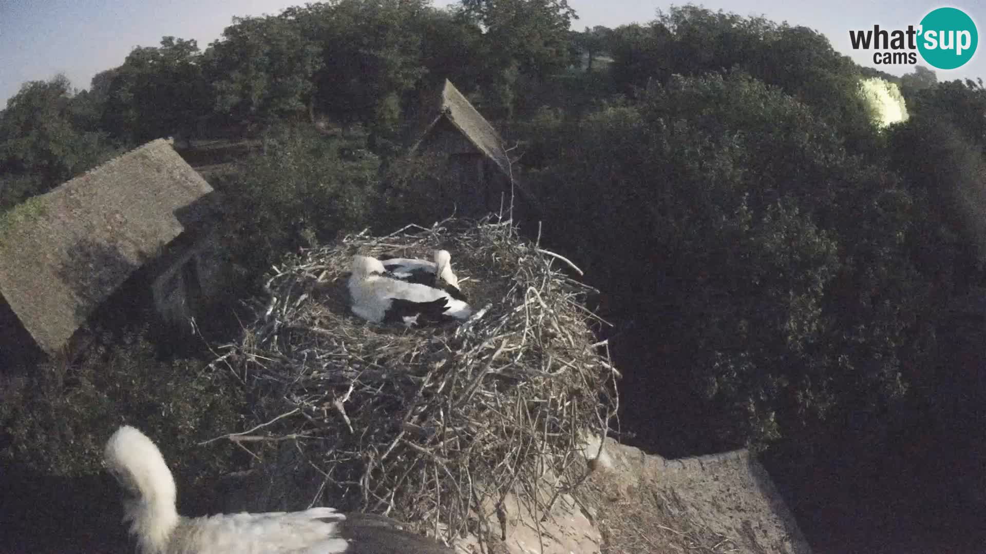 U živo Europsko selo roda – Park prirode Lonjsko polje