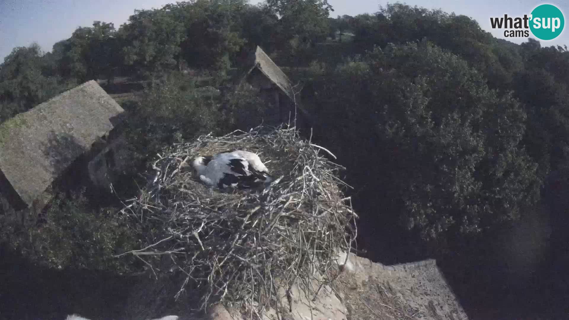 Webcam Europäisches Storchendorf – Naturpark Lonjsko polje