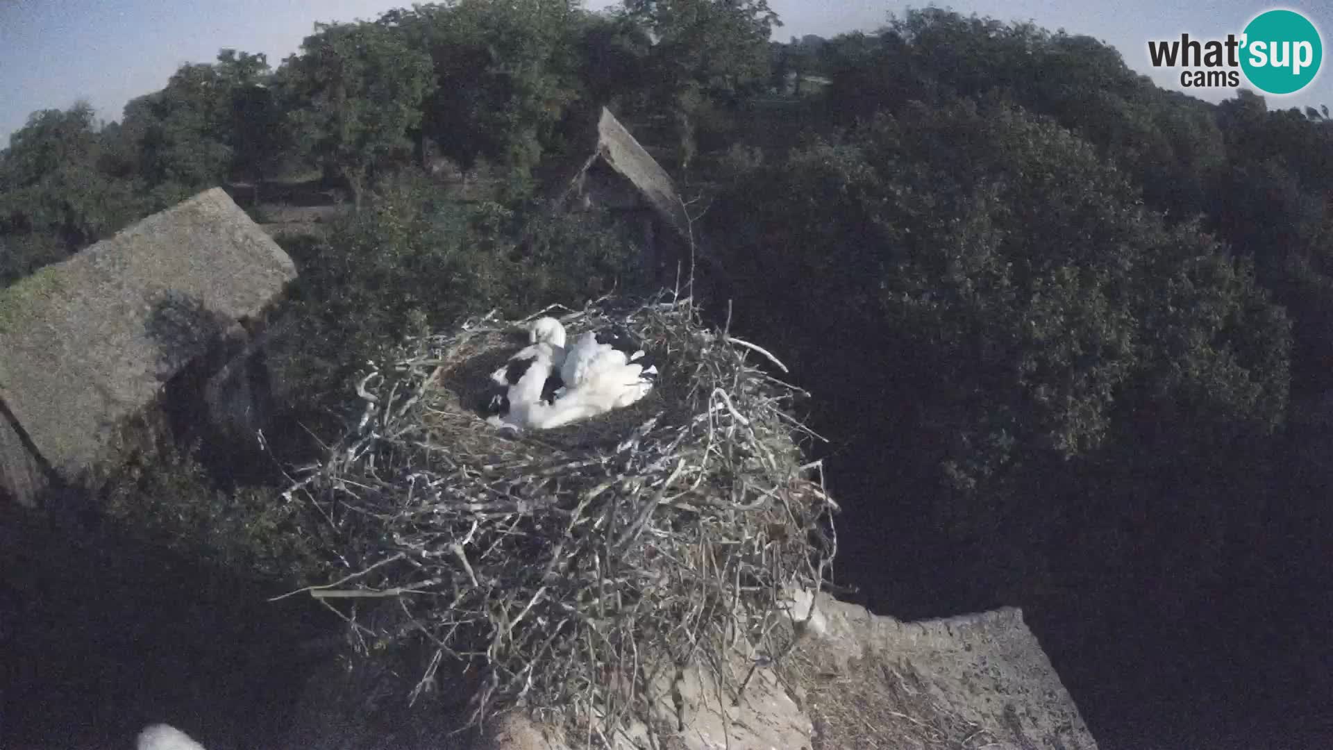 Evropska vas štorklje – Krajinski park Lonjsko polje spletna kamera