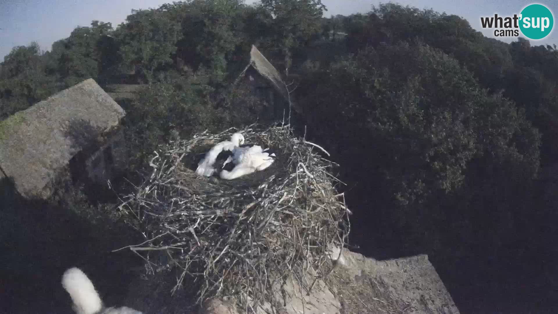 Webcam Europäisches Storchendorf – Naturpark Lonjsko polje