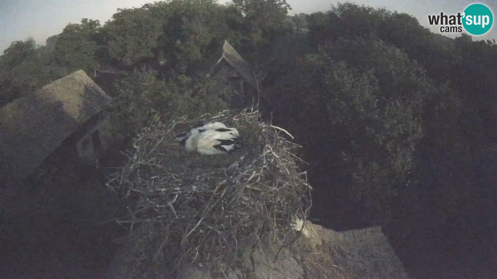 Villaggio delle cicogne europee webcam Parco naturale di Lonjsko polje