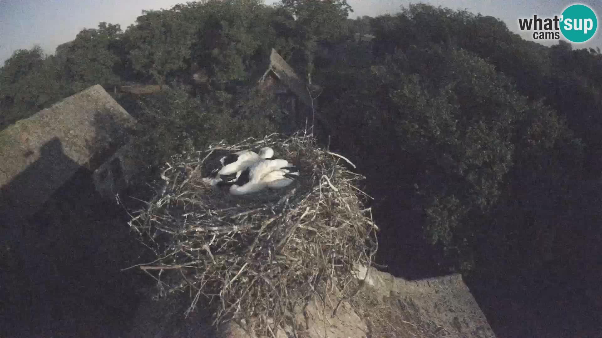Webcam Europäisches Storchendorf – Naturpark Lonjsko polje