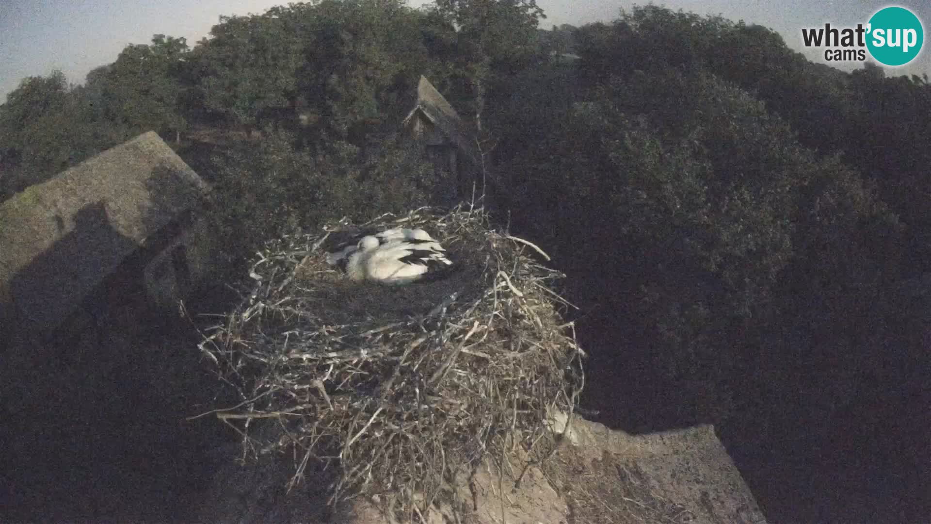 Village européen de cigognes webcam Parc naturel de Lonjsko polje