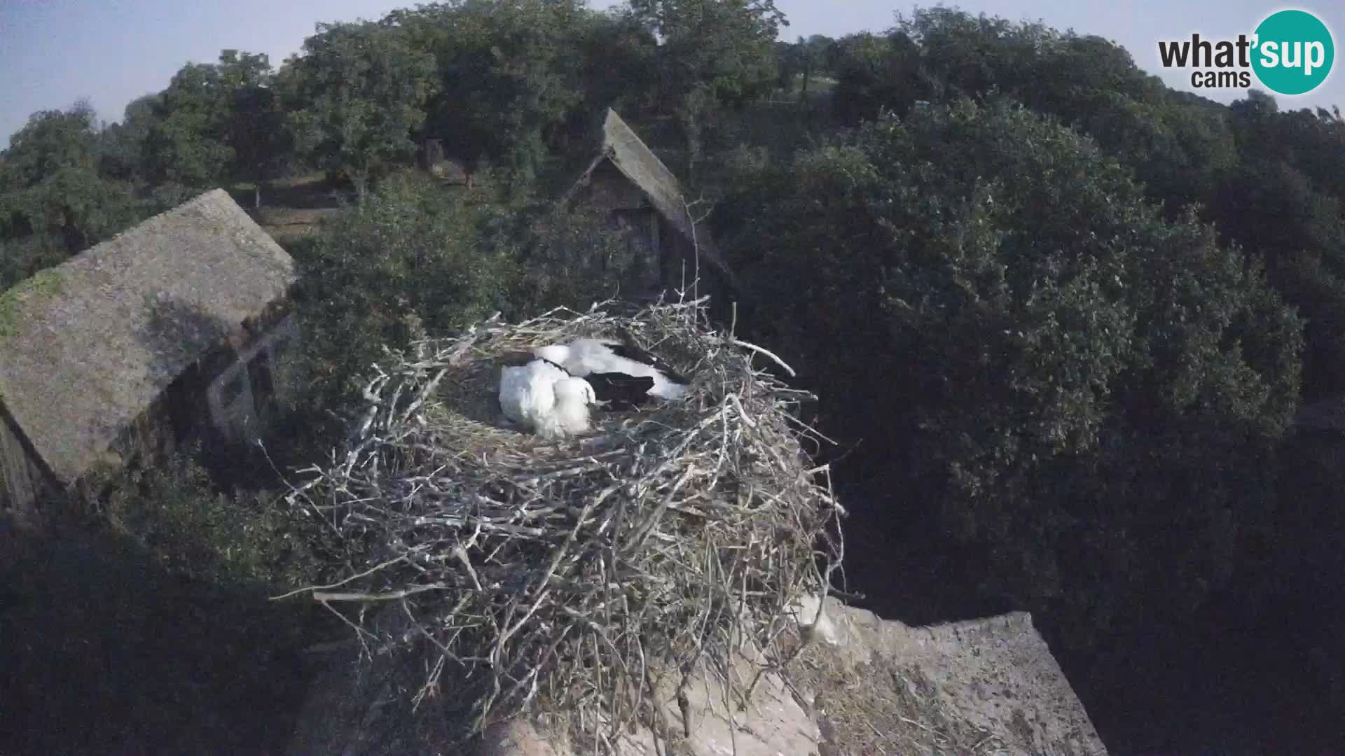 U živo Europsko selo roda – Park prirode Lonjsko polje
