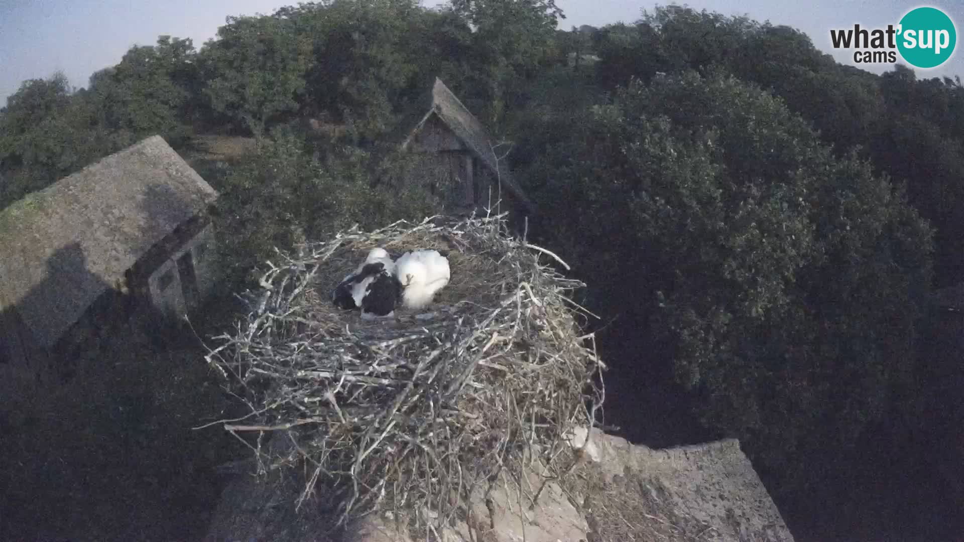 U živo Europsko selo roda – Park prirode Lonjsko polje