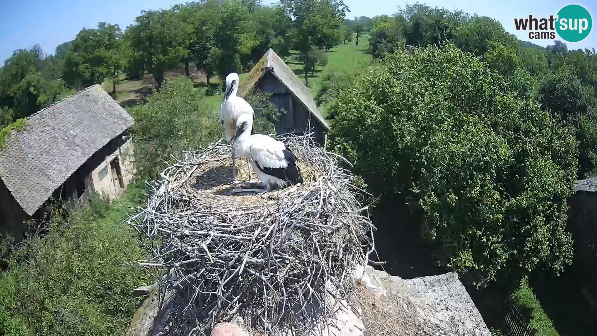 Evropska vas štorklje – Krajinski park Lonjsko polje spletna kamera