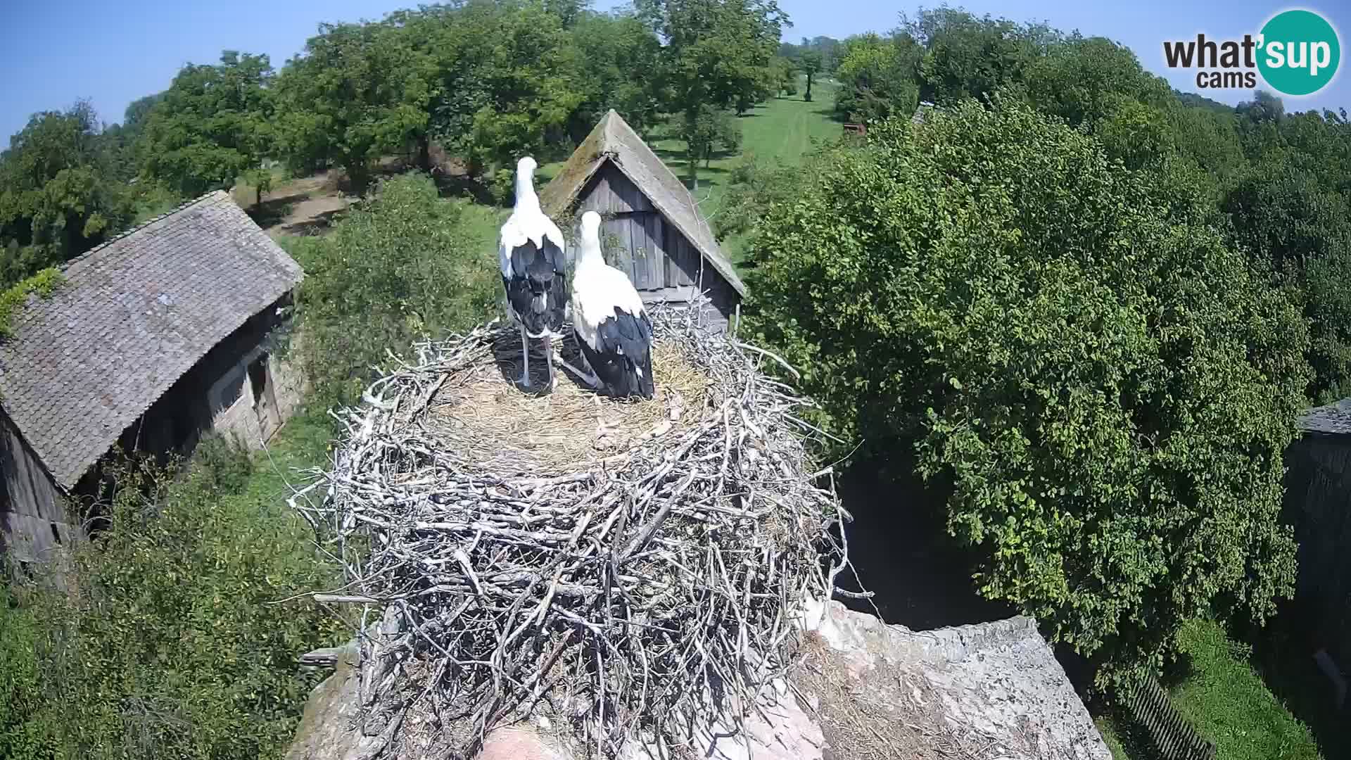 Evropska vas štorklje – Krajinski park Lonjsko polje spletna kamera