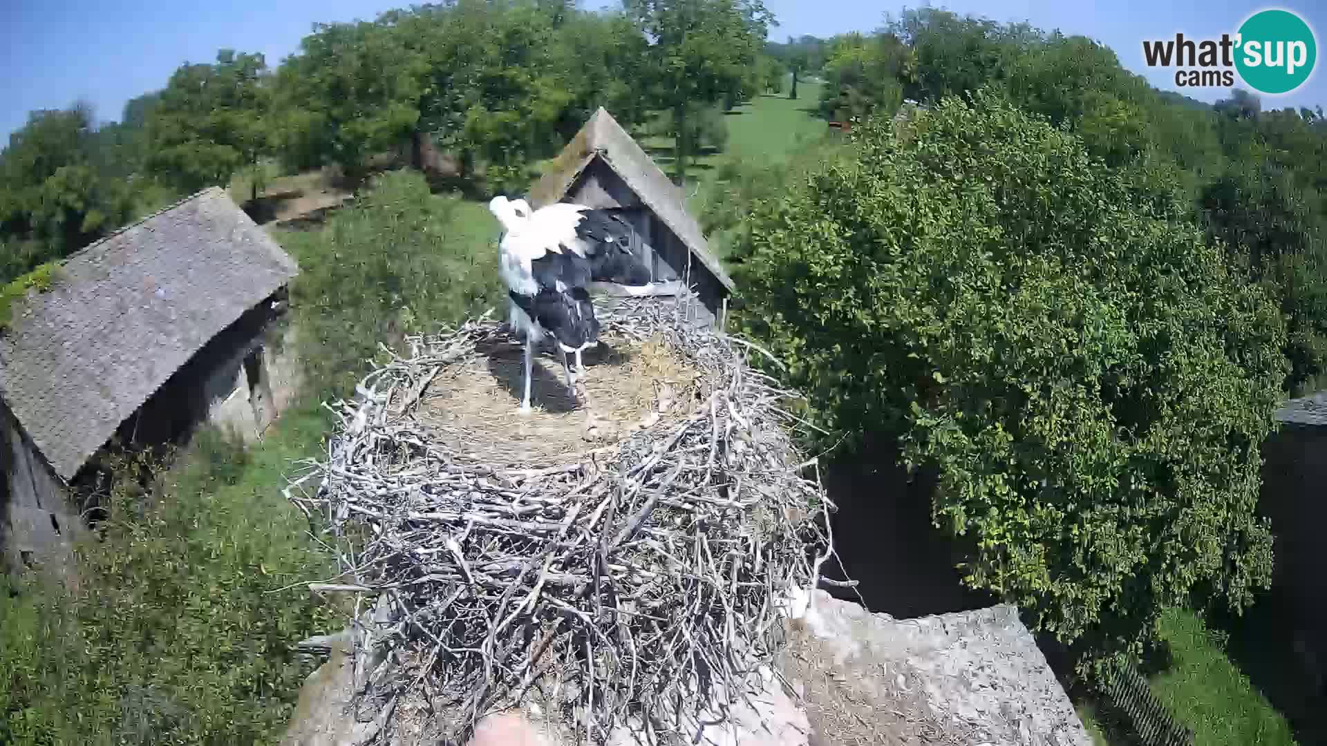 Villaggio delle cicogne europee webcam Parco naturale di Lonjsko polje