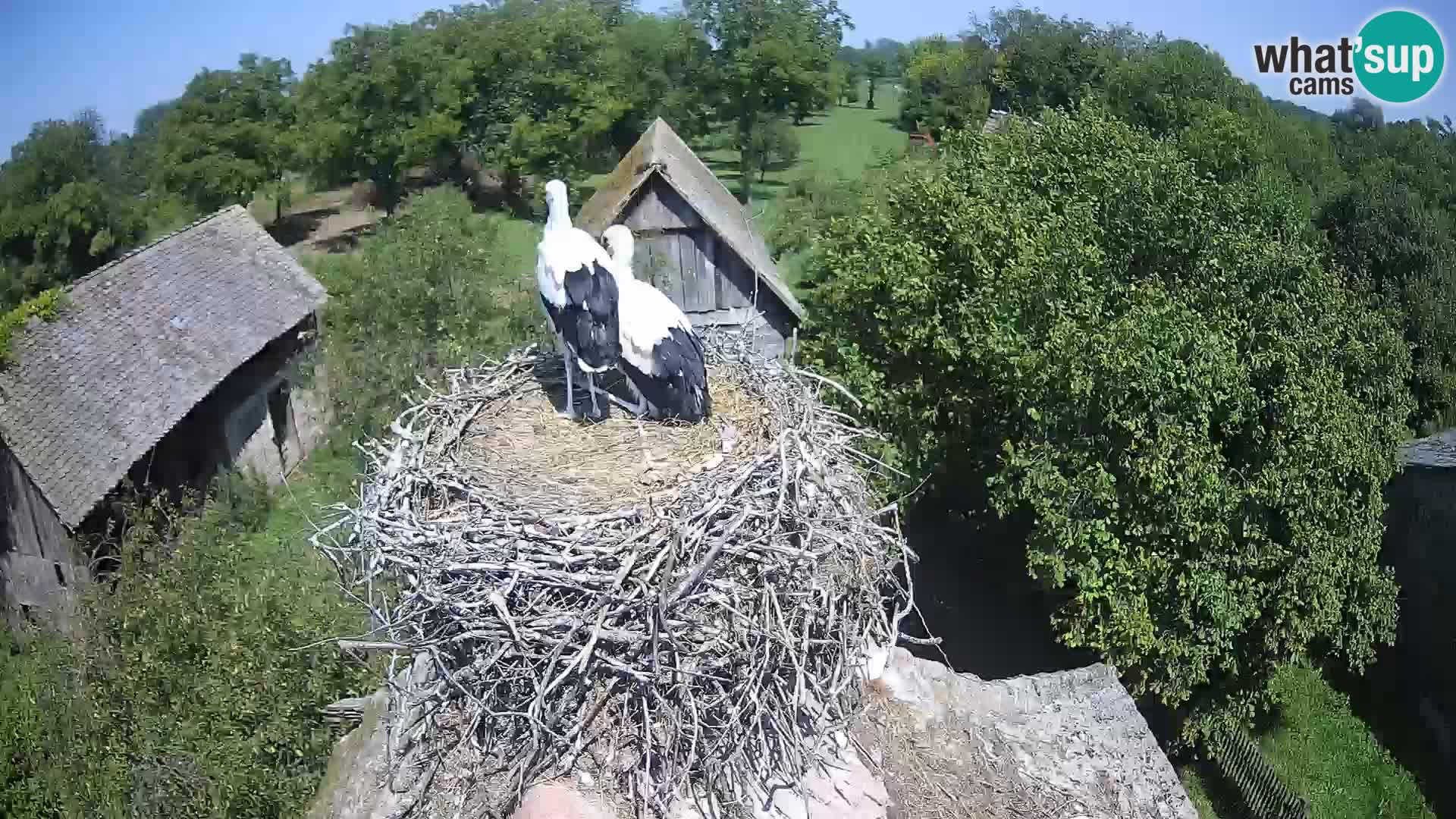 U živo Europsko selo roda – Park prirode Lonjsko polje