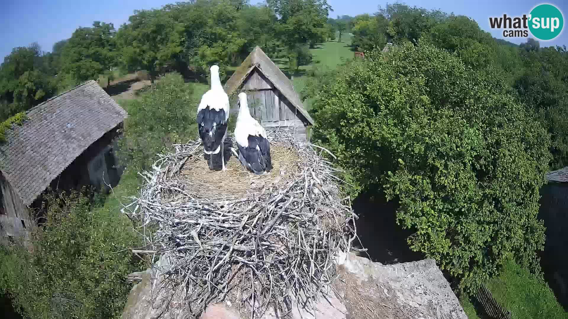 Village européen de cigognes webcam Parc naturel de Lonjsko polje