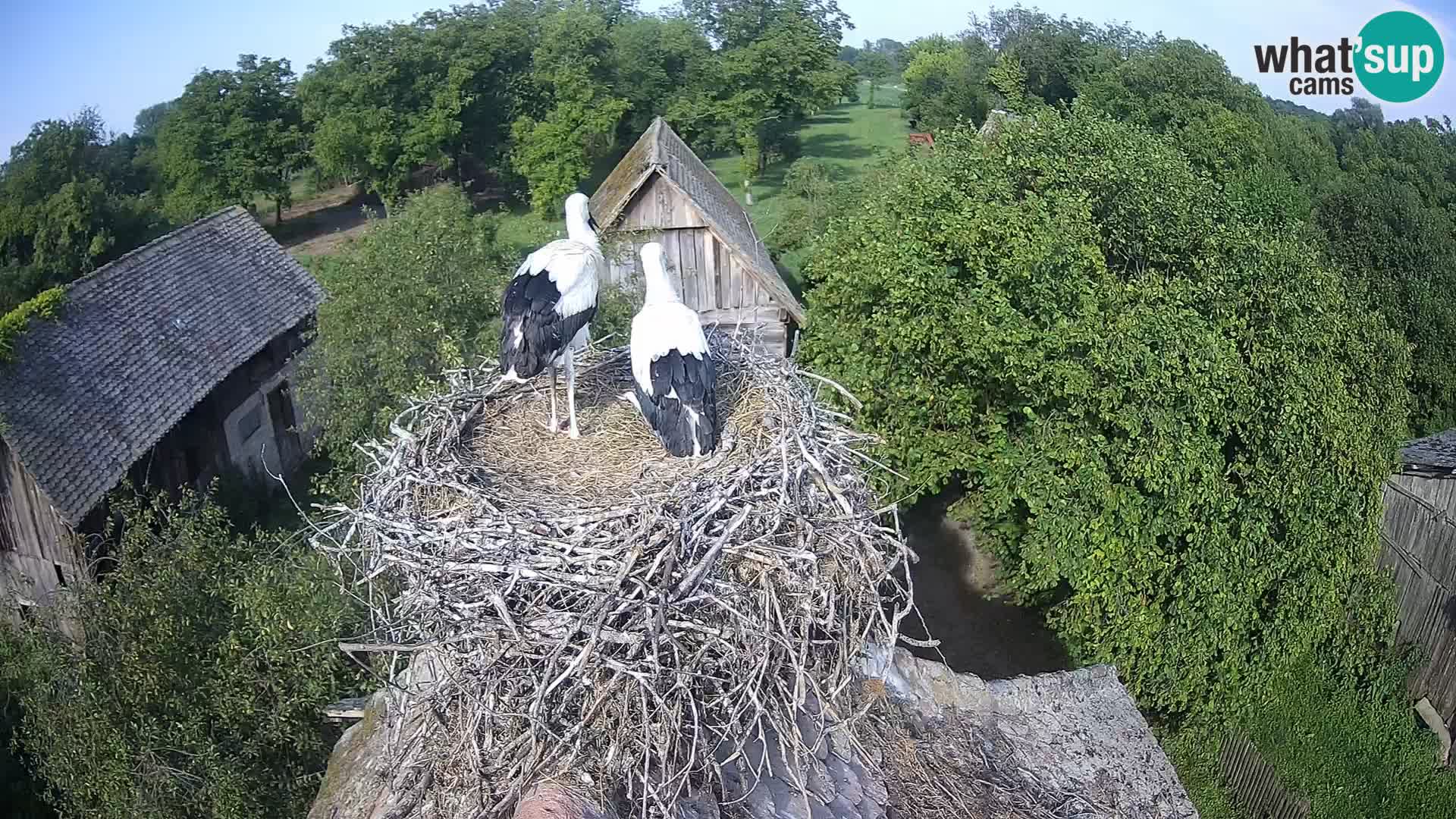 Evropska vas štorklje – Krajinski park Lonjsko polje spletna kamera