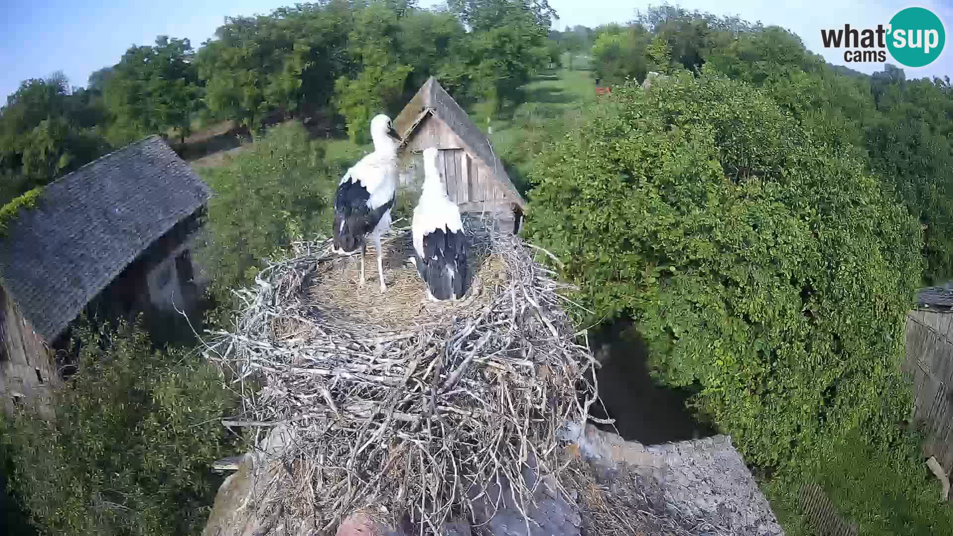 Village européen de cigognes webcam Parc naturel de Lonjsko polje