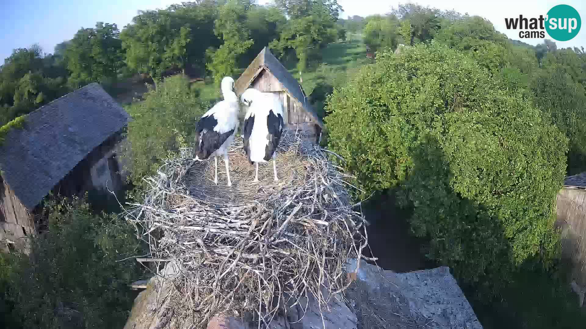 Villaggio delle cicogne europee webcam Parco naturale di Lonjsko polje