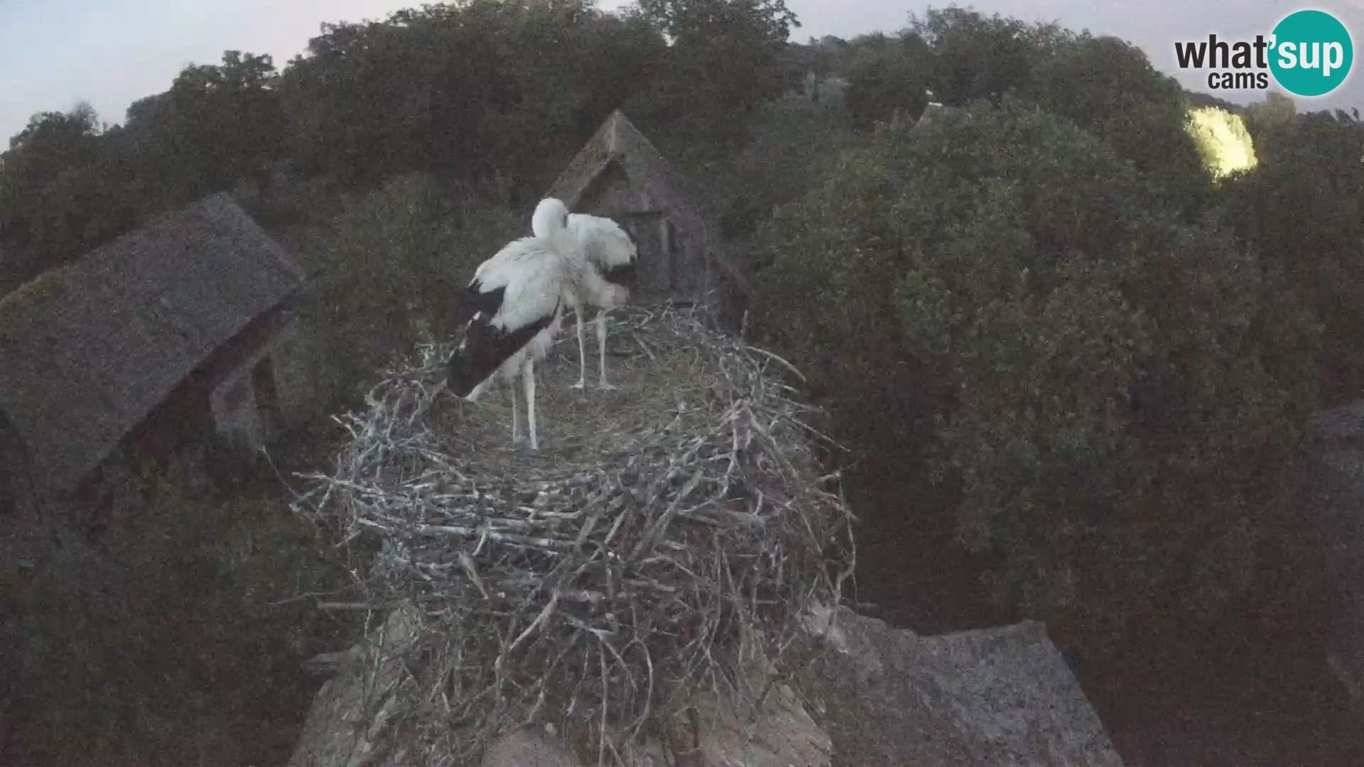 U živo Europsko selo roda – Park prirode Lonjsko polje