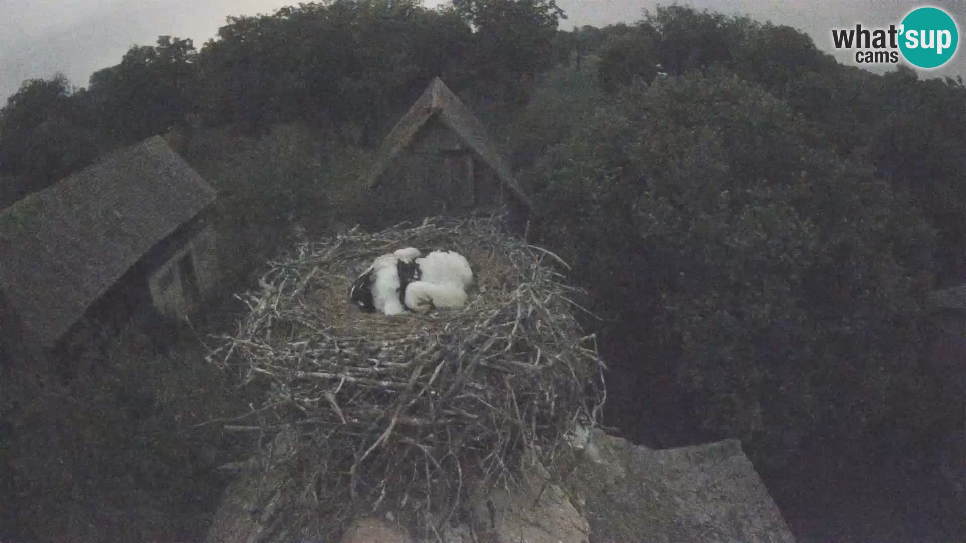U živo Europsko selo roda – Park prirode Lonjsko polje