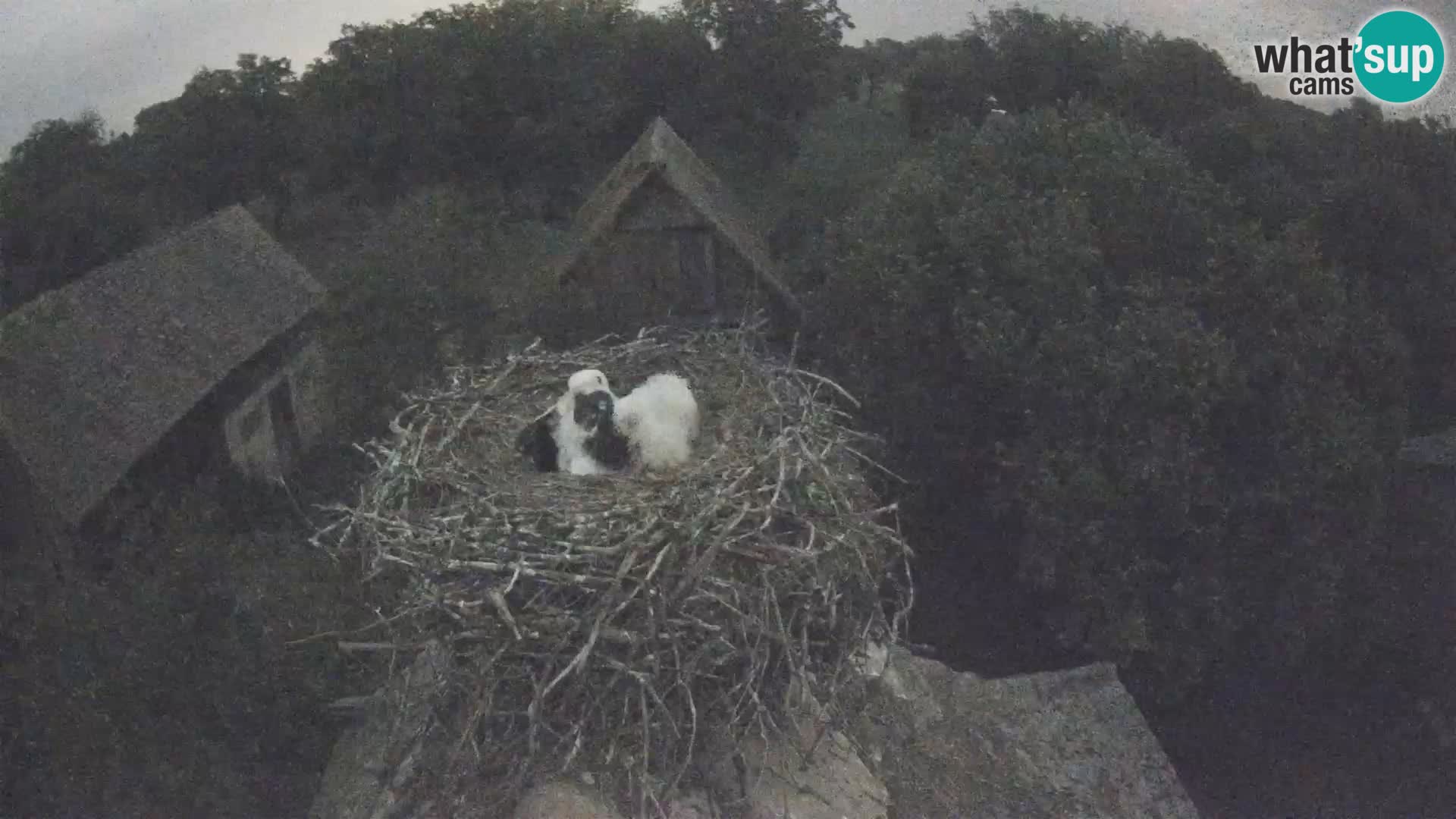Villaggio delle cicogne europee webcam Parco naturale di Lonjsko polje