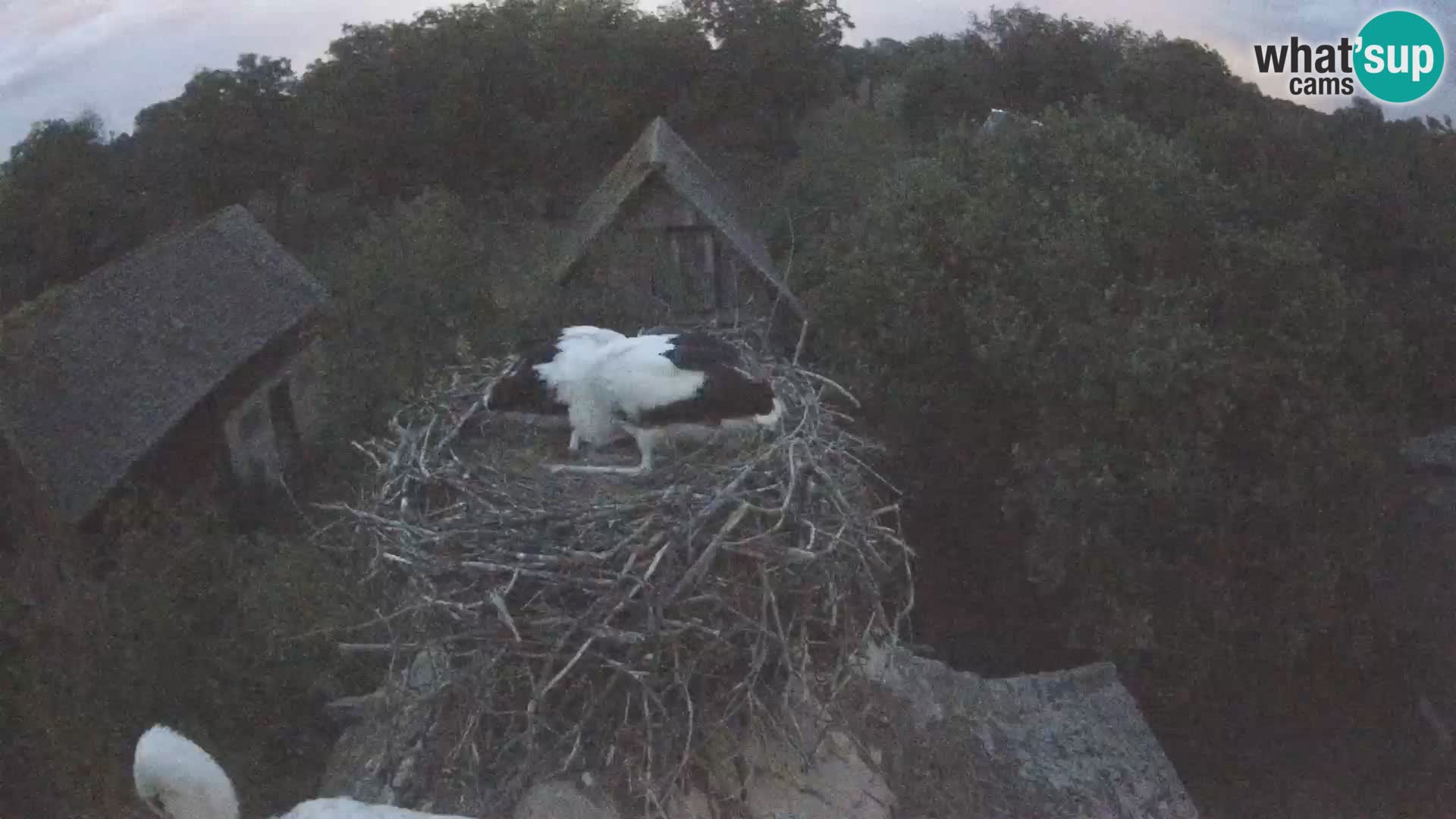 Pueblo europeo de cigüeñas camera en vivo Parque Natural Lonjsko polje
