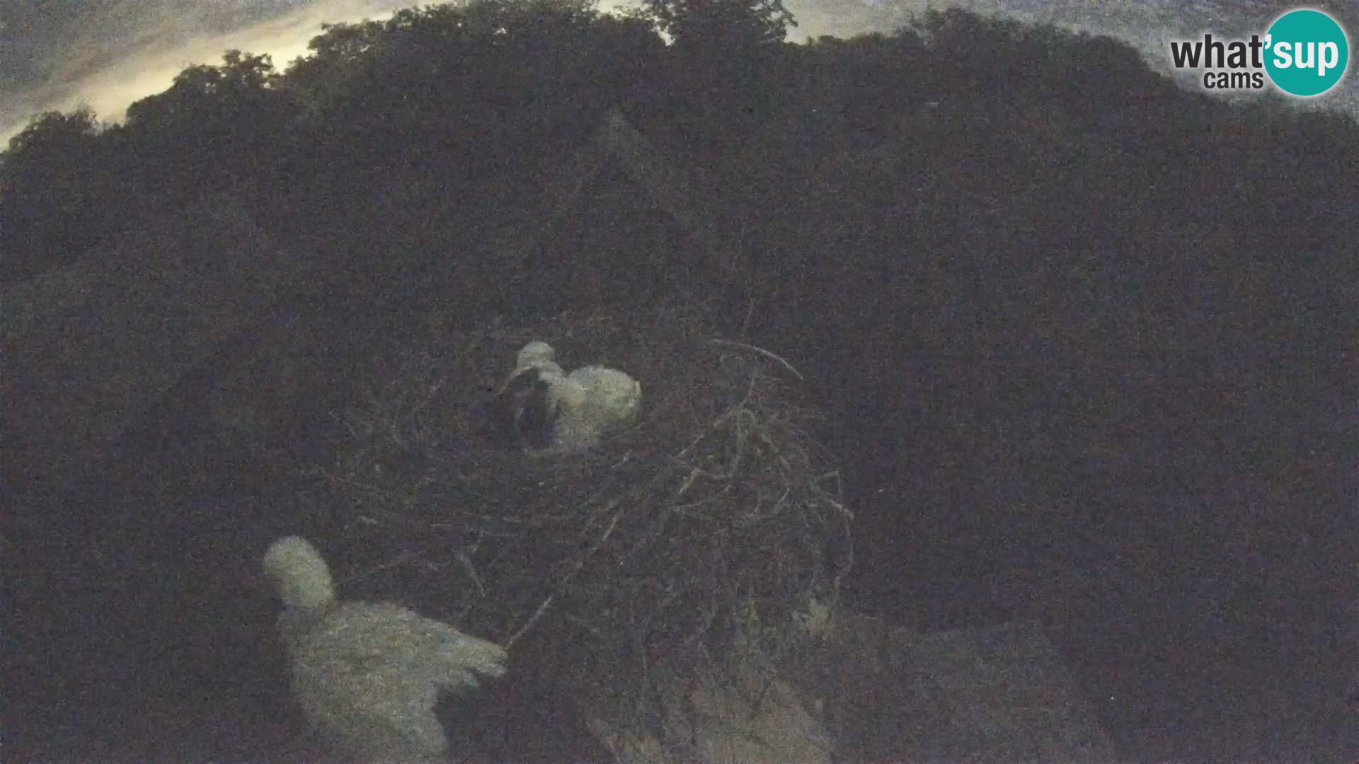 U živo Europsko selo roda – Park prirode Lonjsko polje