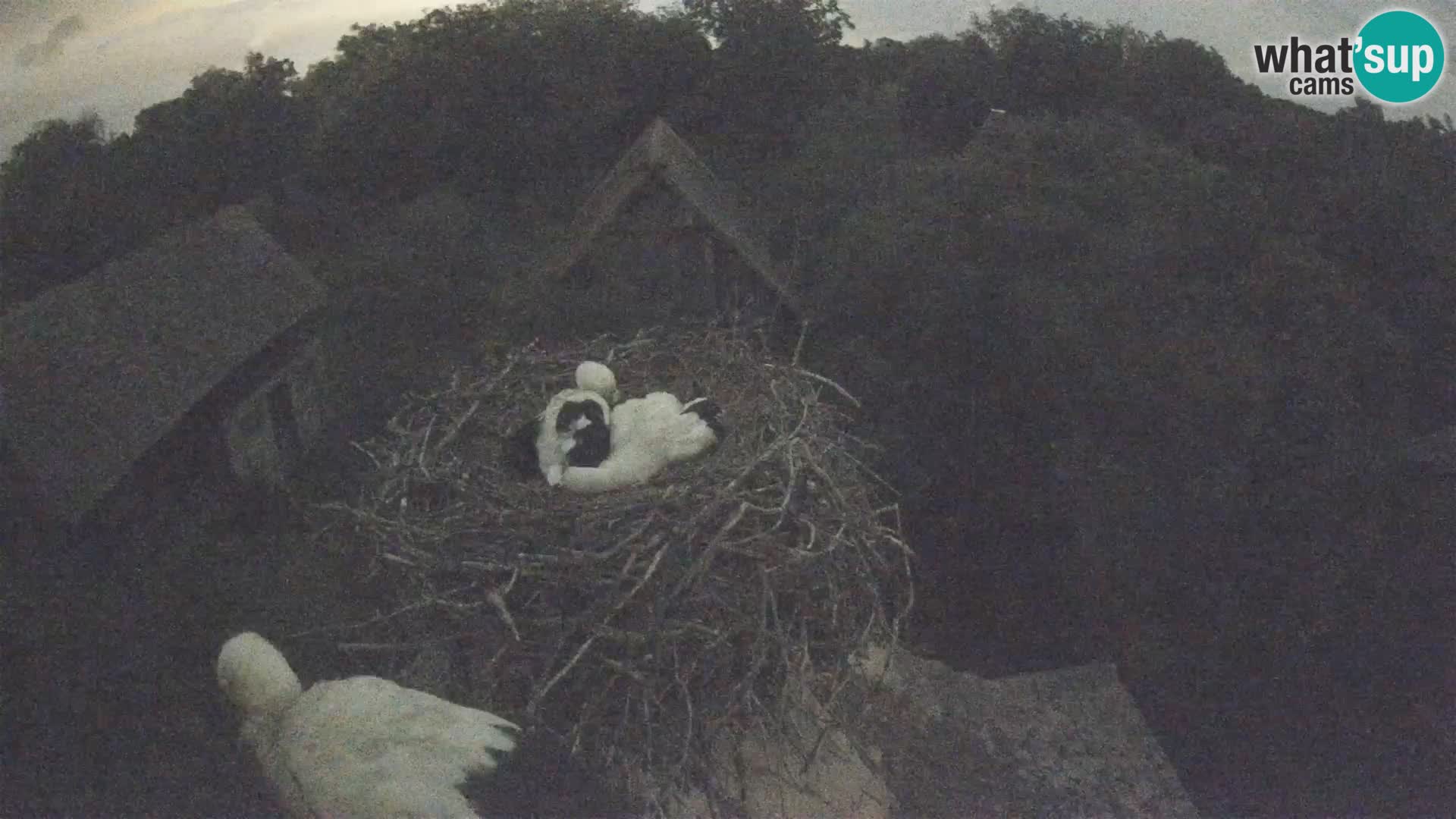 Pueblo europeo de cigüeñas camera en vivo Parque Natural Lonjsko polje