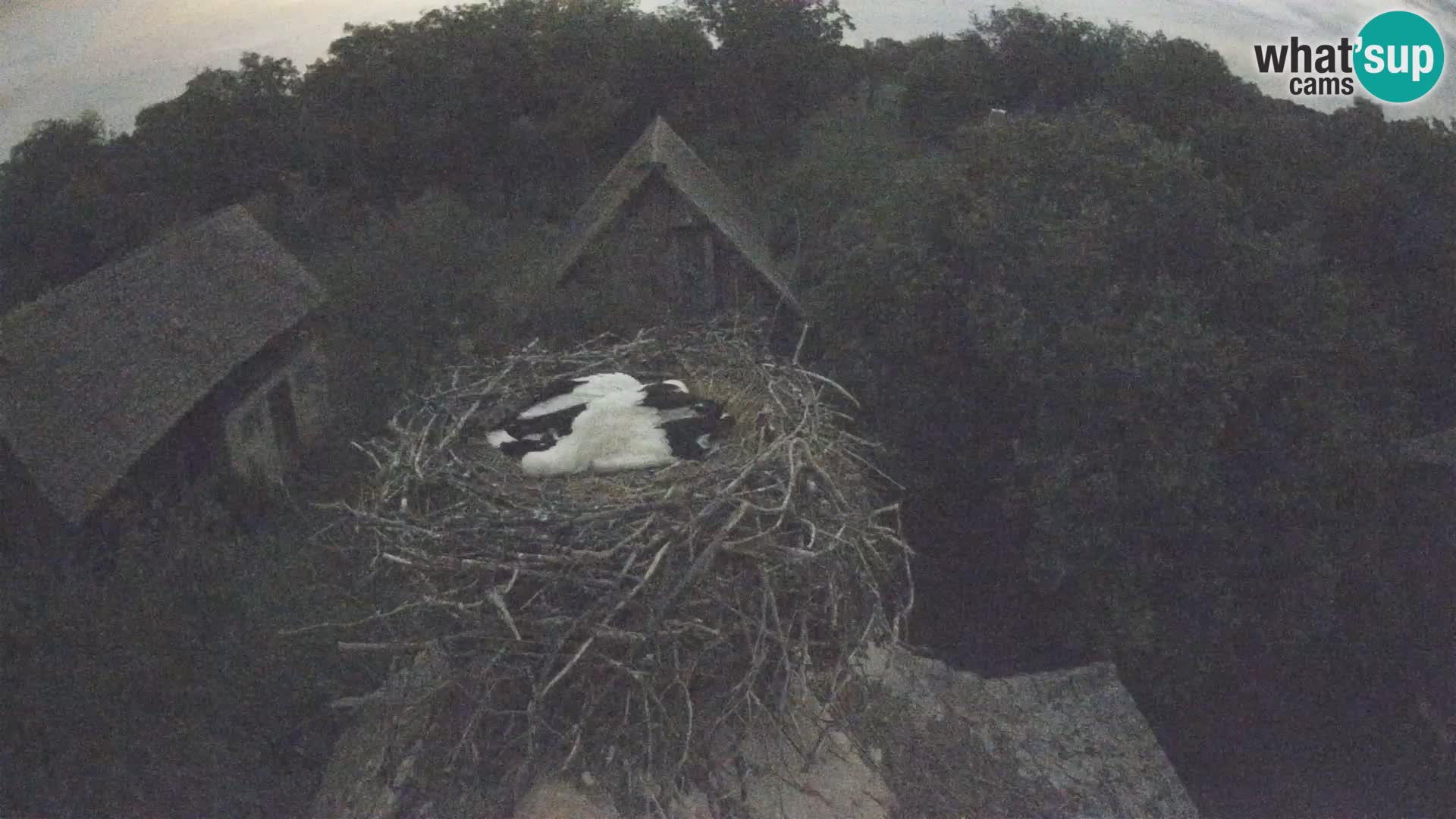 Pueblo europeo de cigüeñas camera en vivo Parque Natural Lonjsko polje