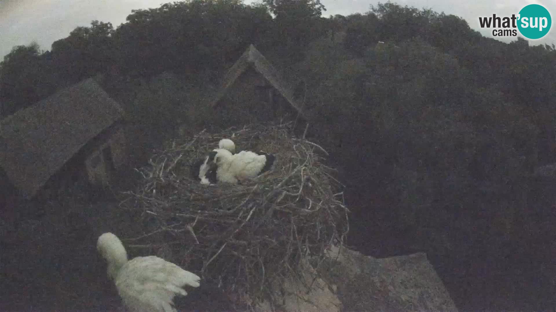 Webcam Europäisches Storchendorf – Naturpark Lonjsko polje