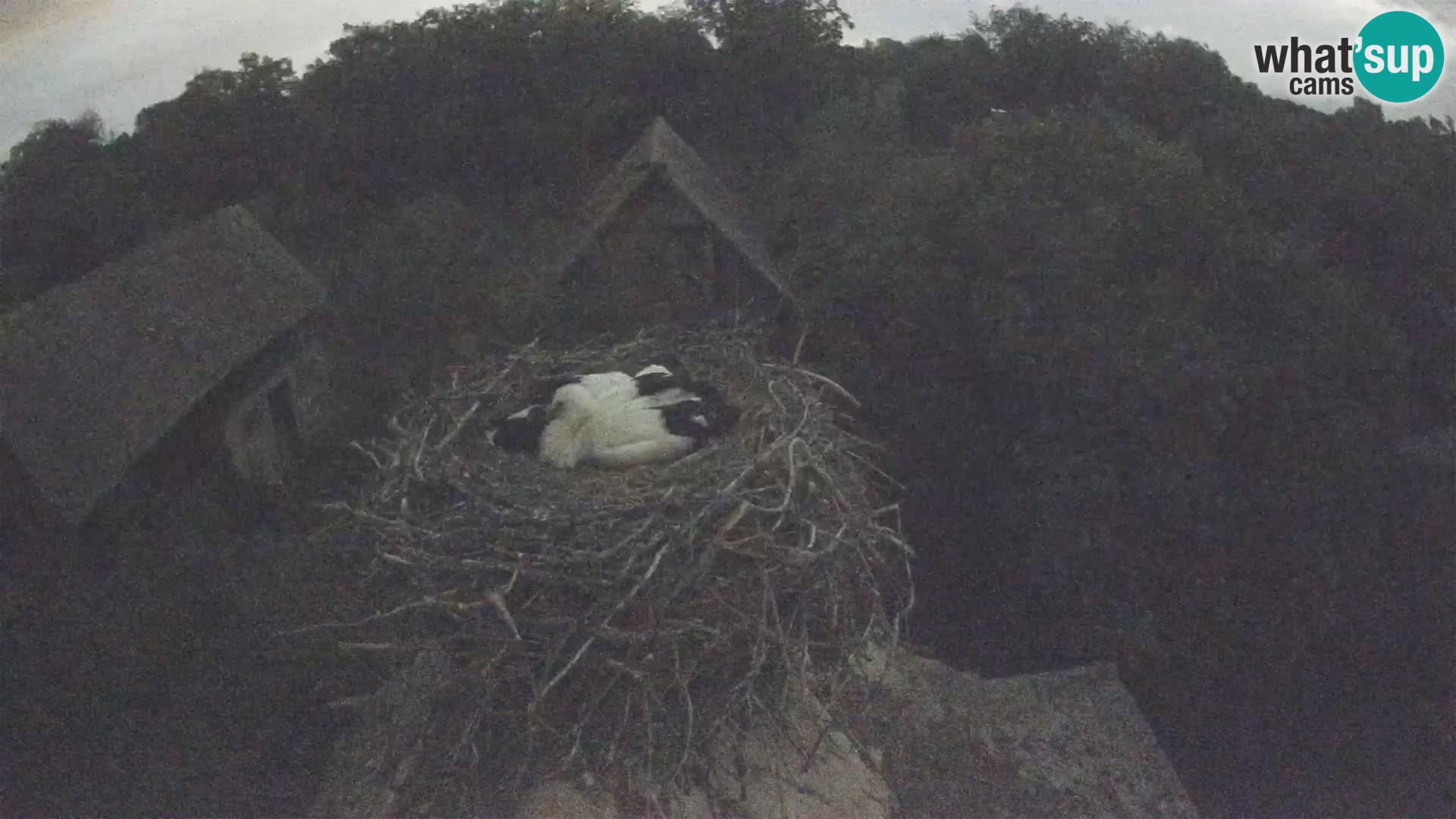 Pueblo europeo de cigüeñas camera en vivo Parque Natural Lonjsko polje