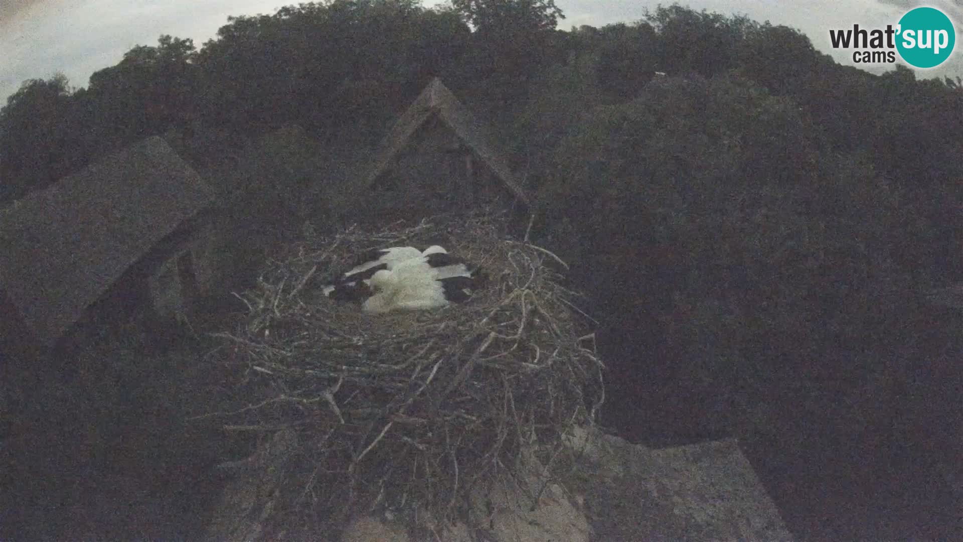 U živo Europsko selo roda – Park prirode Lonjsko polje