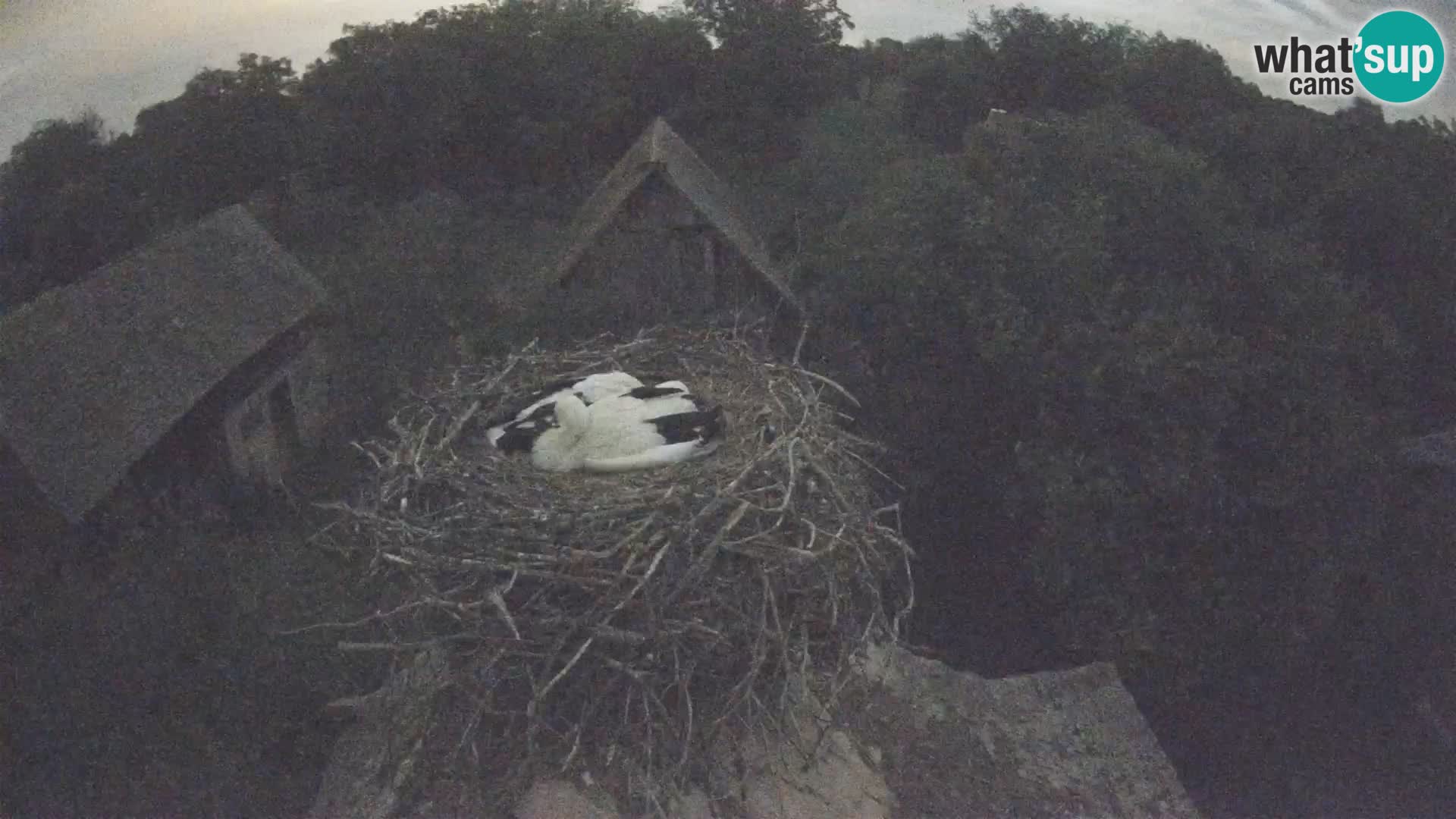 Village européen de cigognes webcam Parc naturel de Lonjsko polje