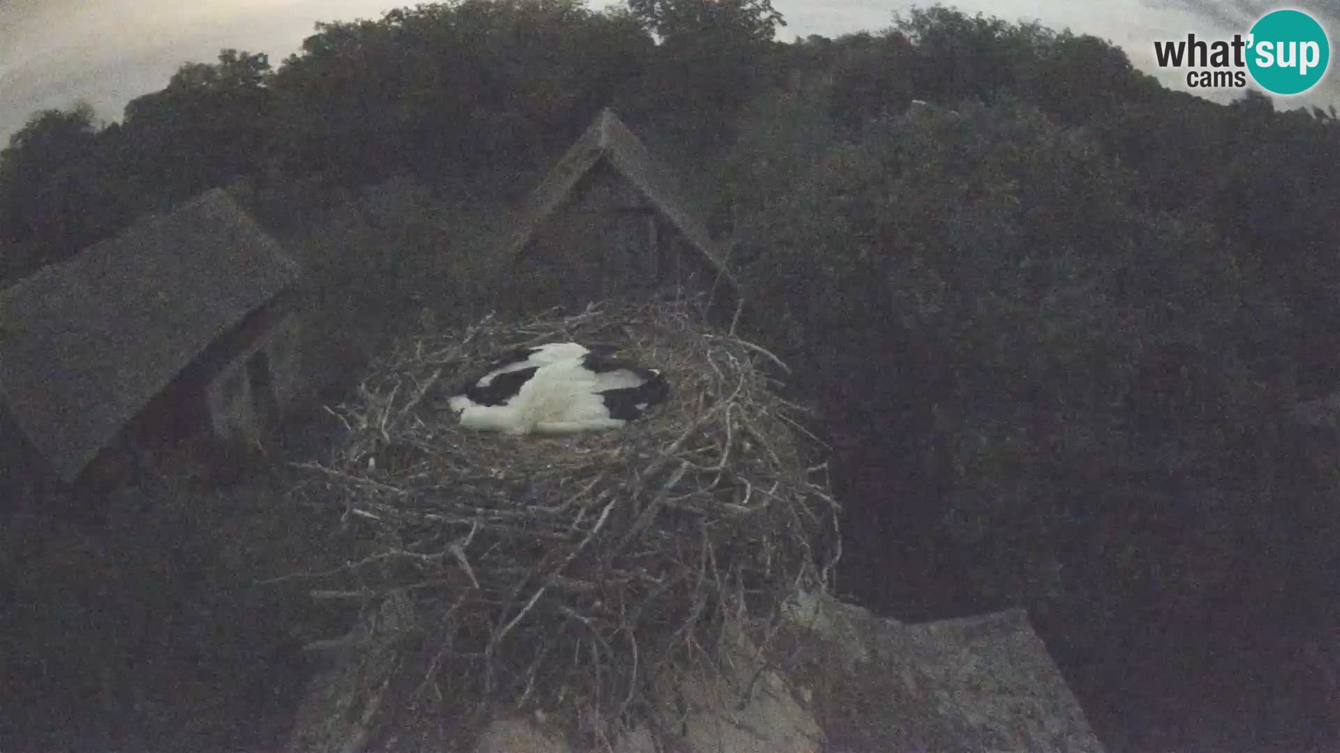 Webcam Europäisches Storchendorf – Naturpark Lonjsko polje