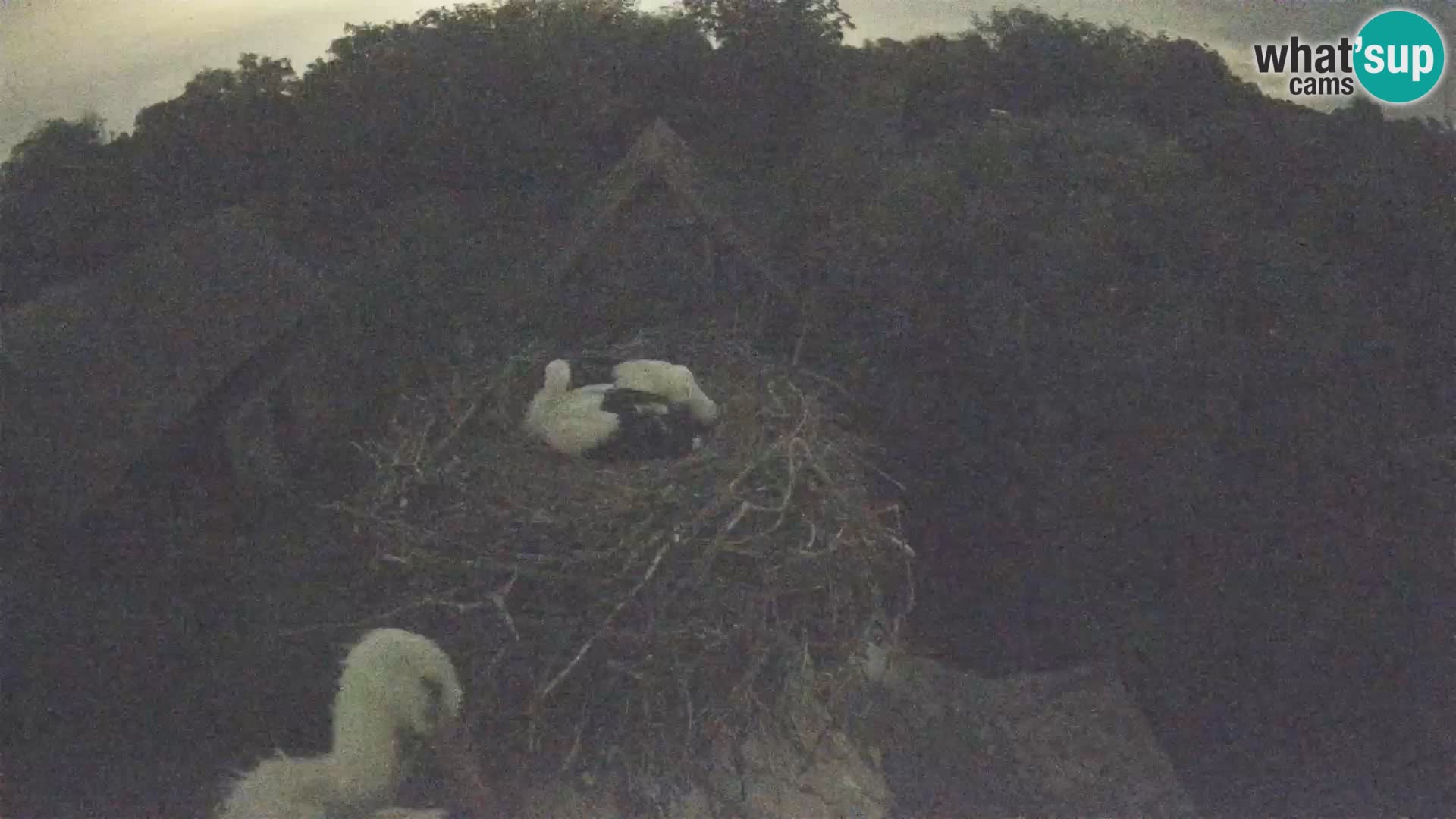 Village européen de cigognes webcam Parc naturel de Lonjsko polje