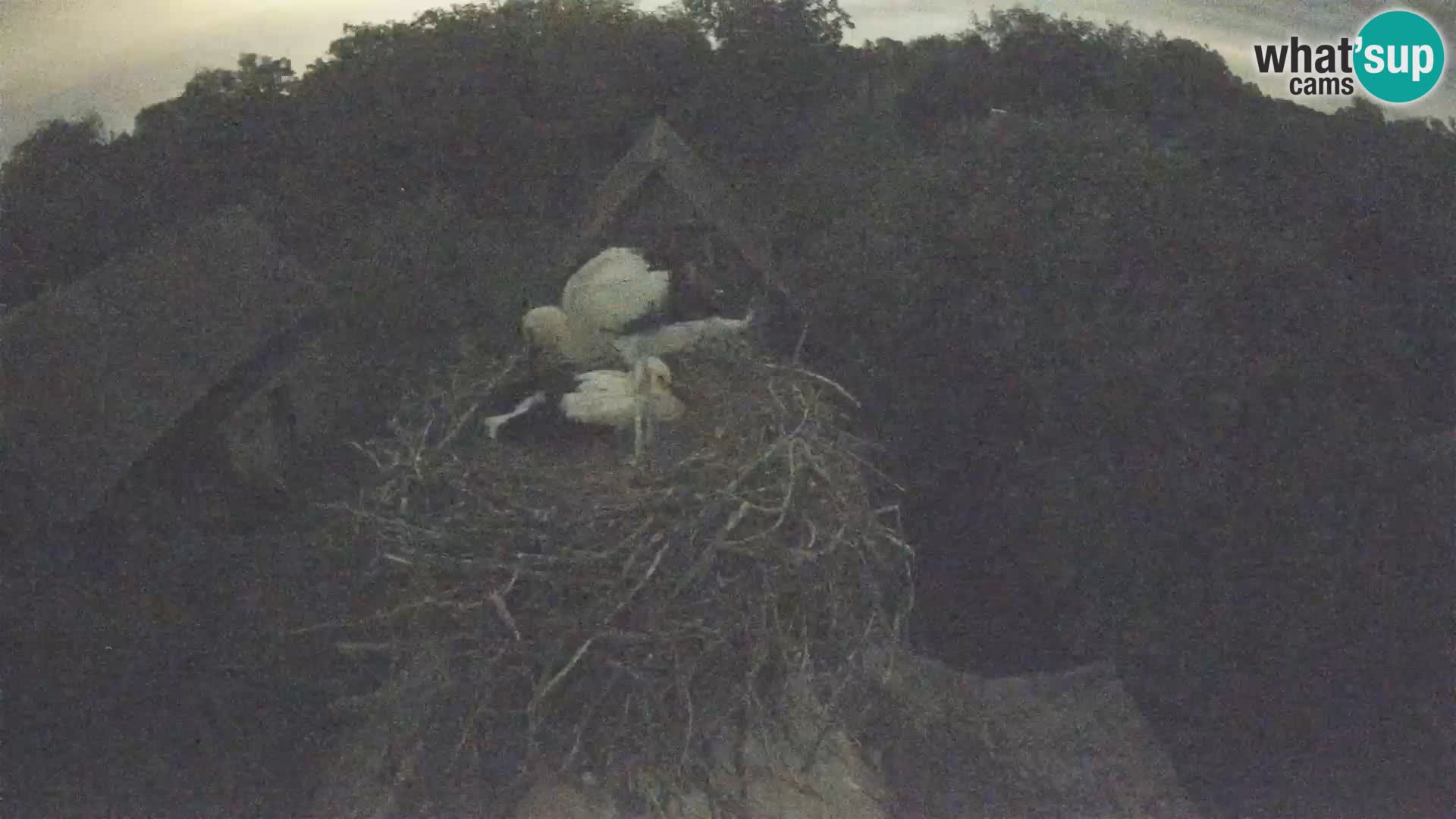 Village européen de cigognes webcam Parc naturel de Lonjsko polje