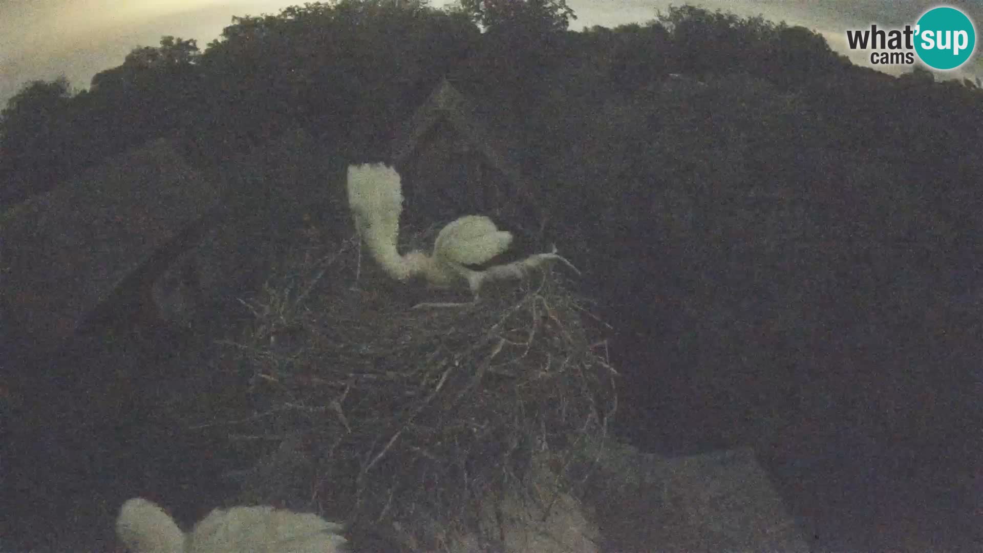 Webcam Europäisches Storchendorf – Naturpark Lonjsko polje