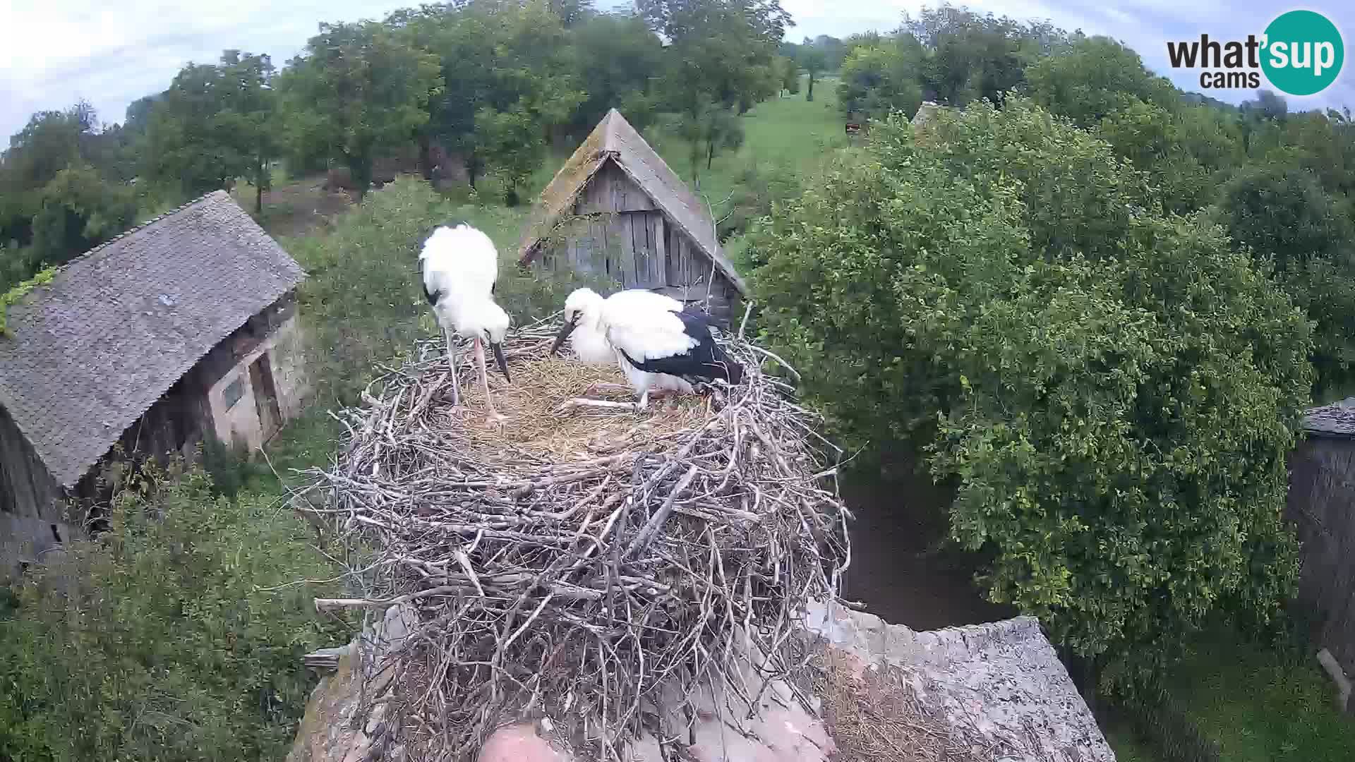 Villaggio delle cicogne europee webcam Parco naturale di Lonjsko polje