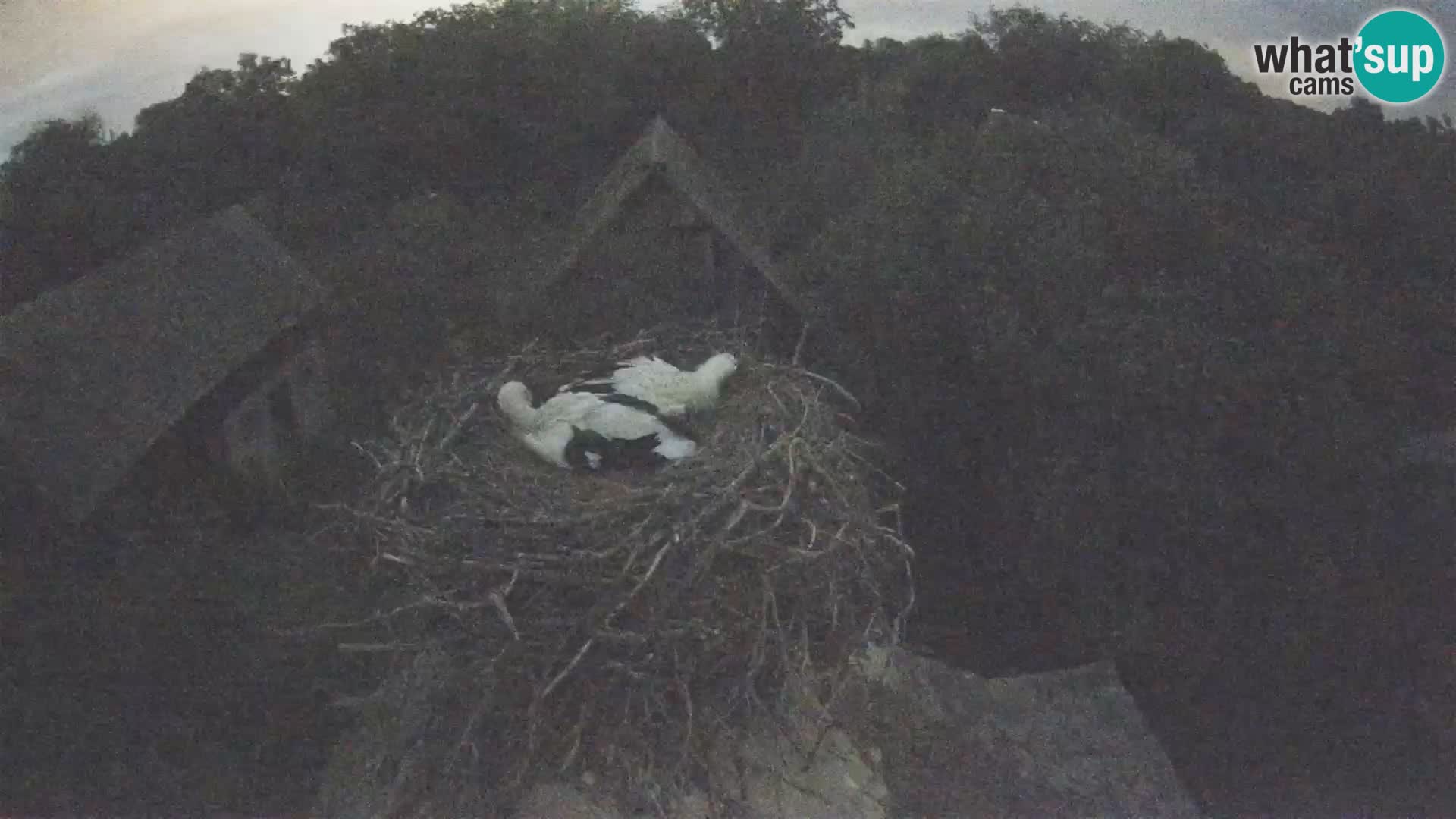 U živo Europsko selo roda – Park prirode Lonjsko polje