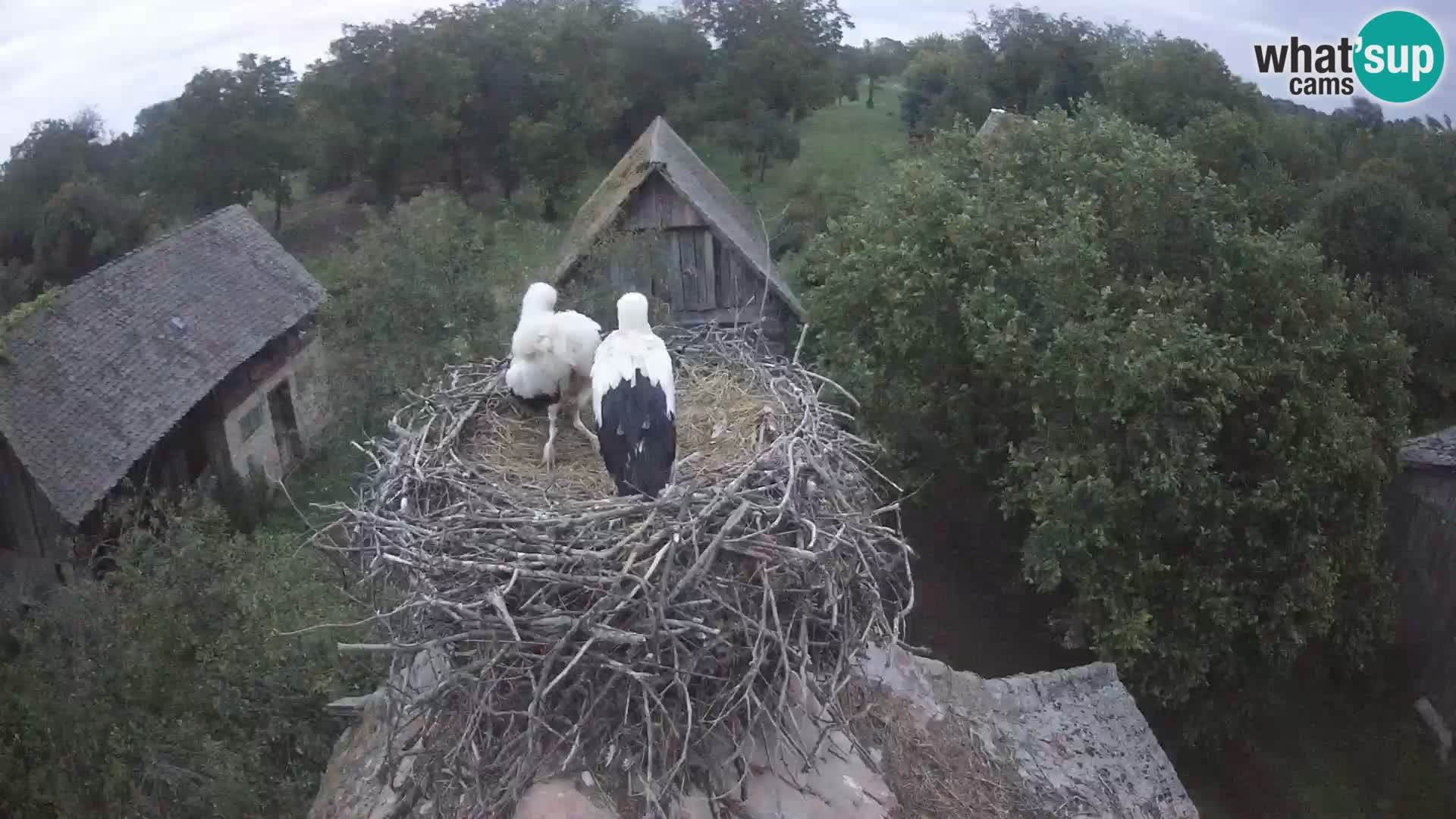Webcam Europäisches Storchendorf – Naturpark Lonjsko polje