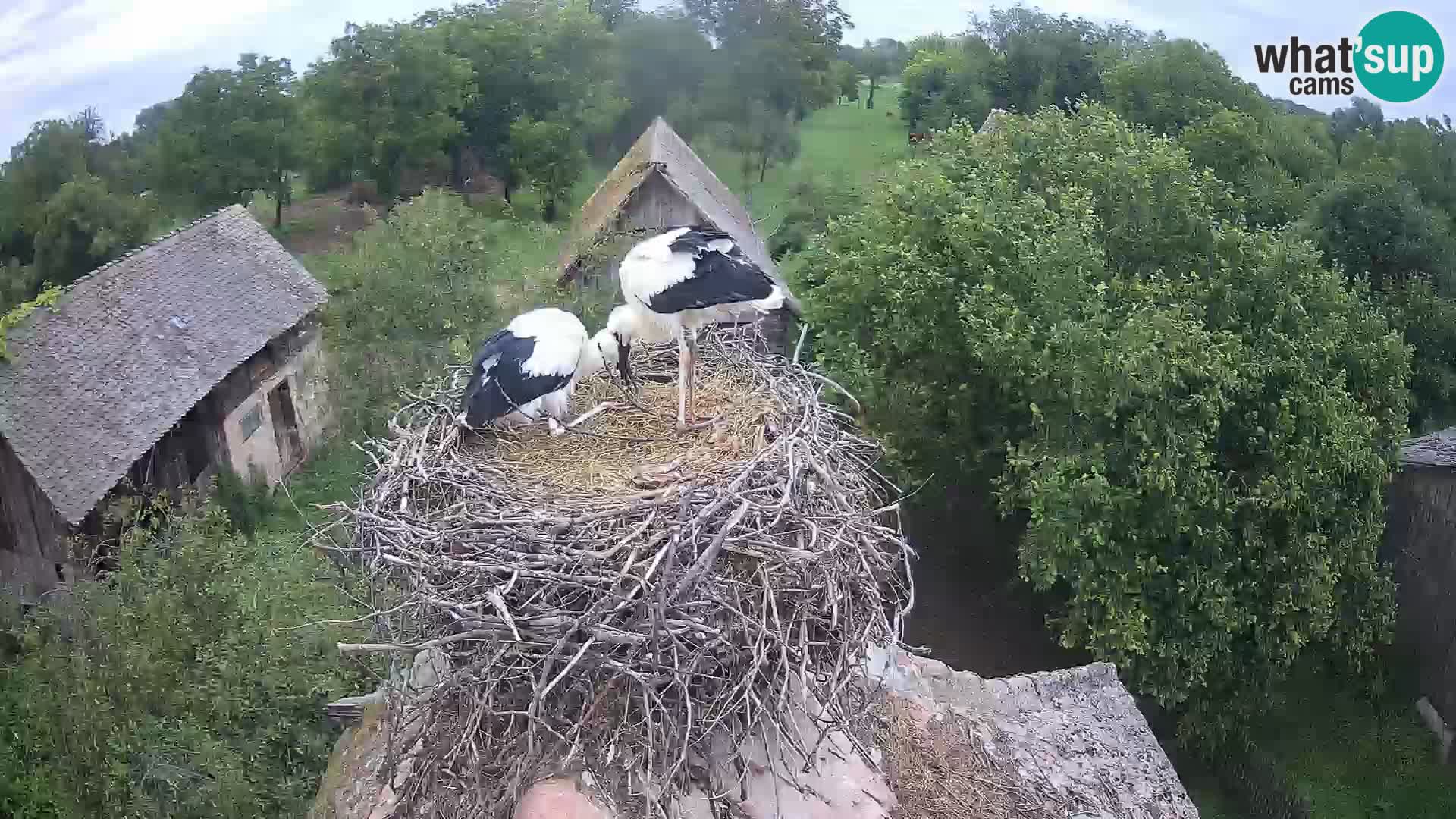Pueblo europeo de cigüeñas camera en vivo Parque Natural Lonjsko polje
