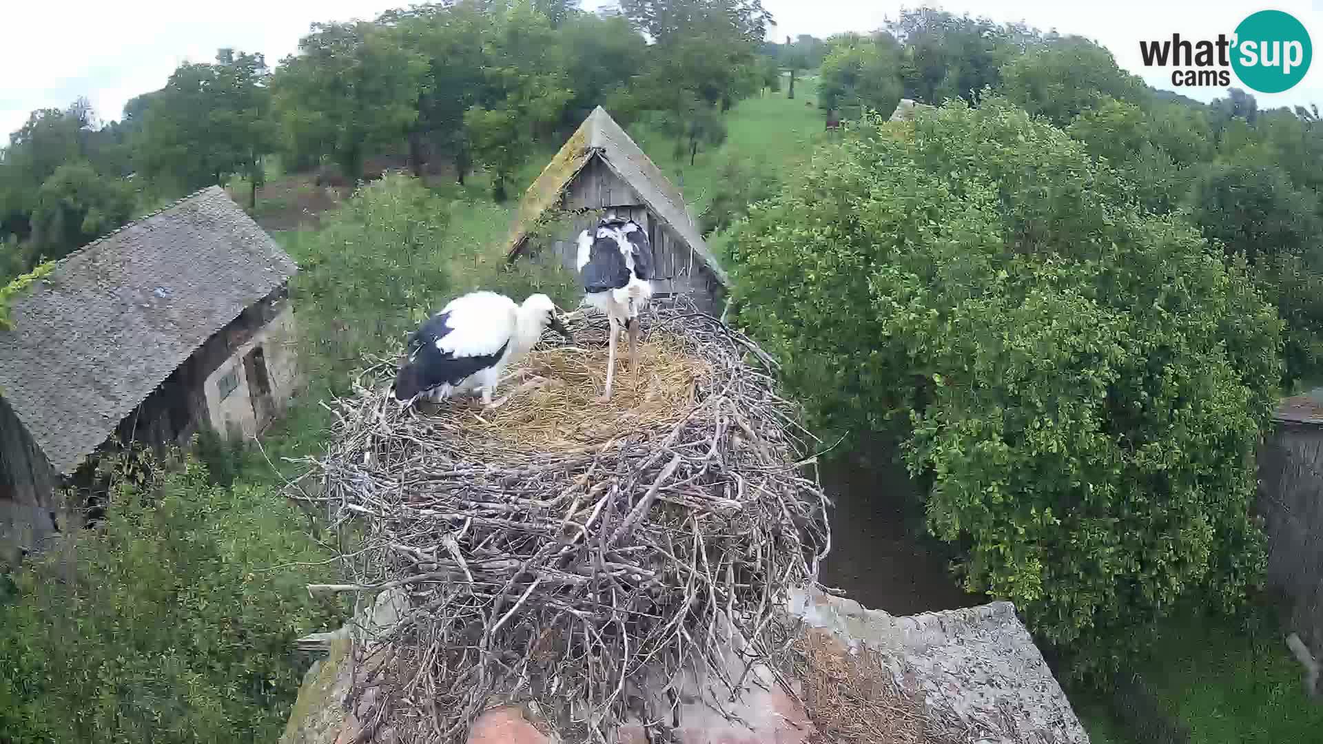 Villaggio delle cicogne europee webcam Parco naturale di Lonjsko polje