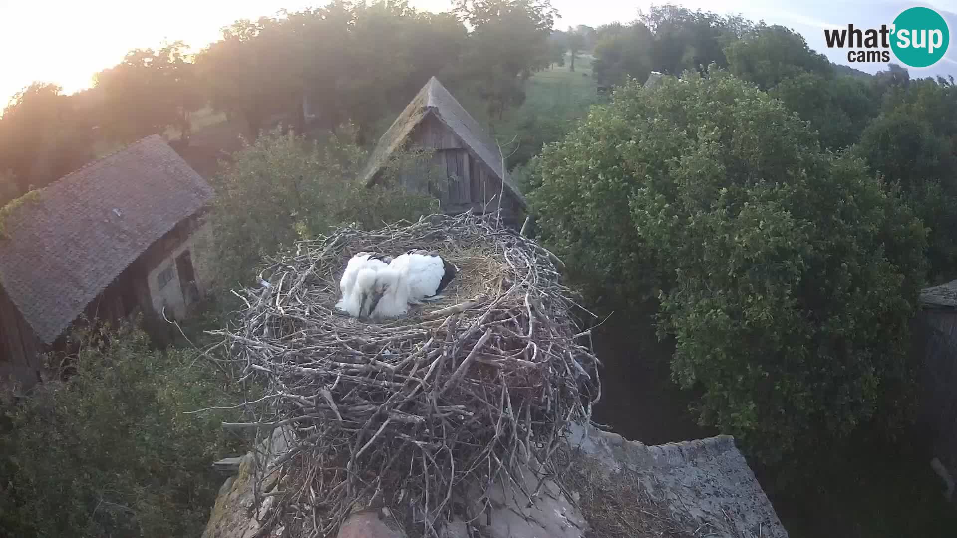 U živo Europsko selo roda – Park prirode Lonjsko polje