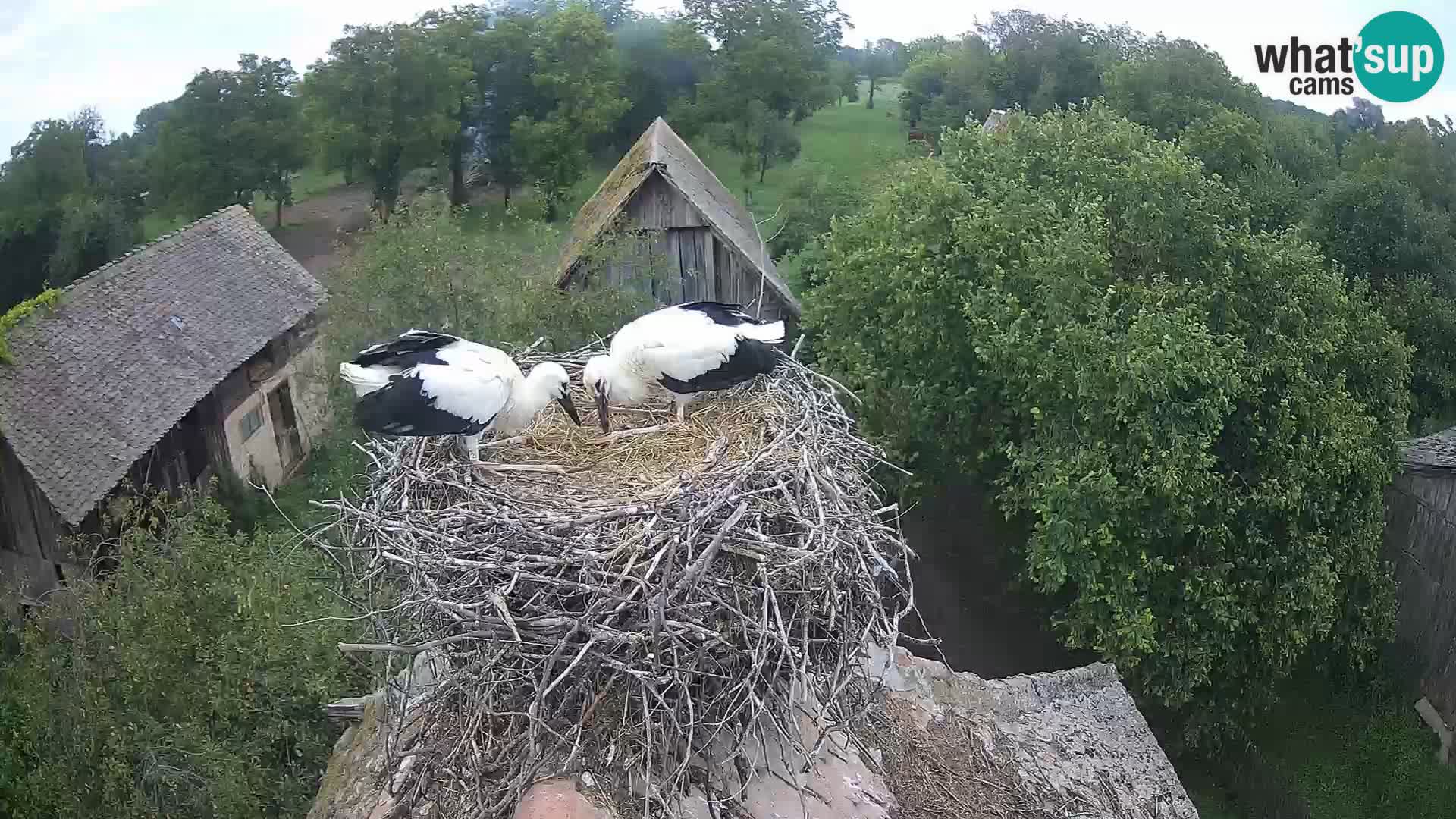 U živo Europsko selo roda – Park prirode Lonjsko polje