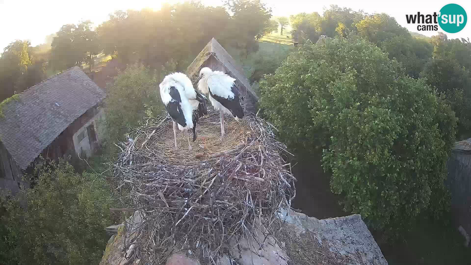 Webcam Europäisches Storchendorf – Naturpark Lonjsko polje