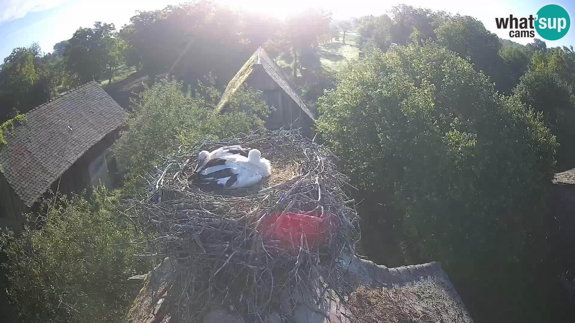 Pueblo europeo de cigüeñas camera en vivo Parque Natural Lonjsko polje