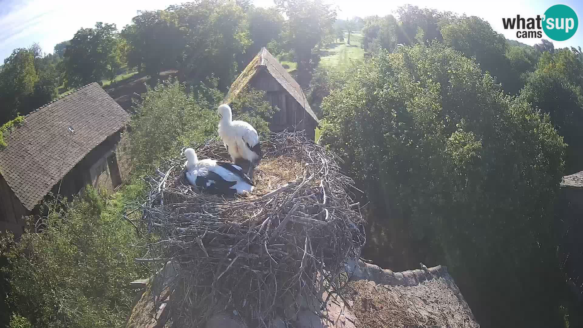 Live webcam European stork village – Lonjsko polje Nature Park
