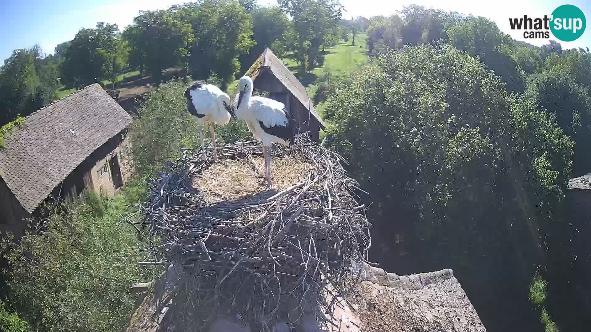Live webcam European stork village – Lonjsko polje Nature Park