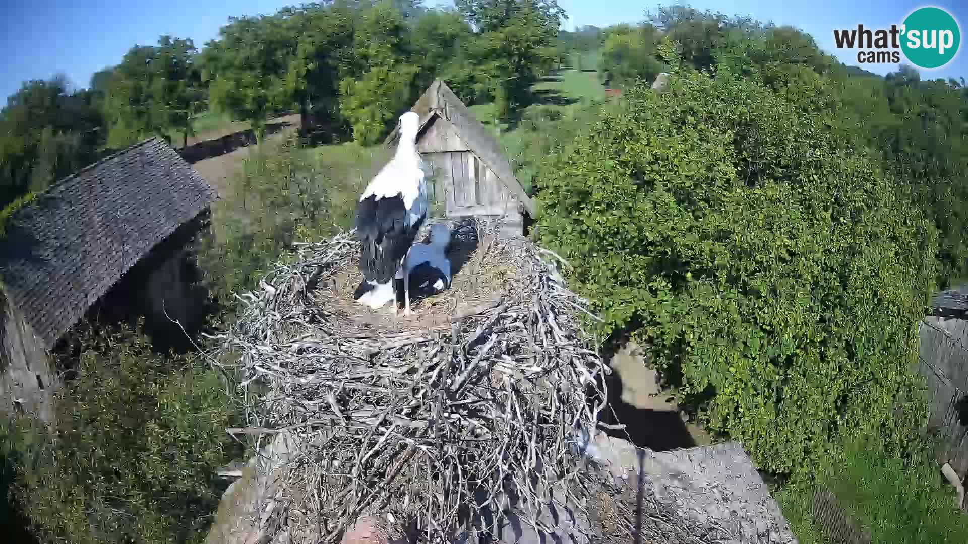 U živo Europsko selo roda – Park prirode Lonjsko polje