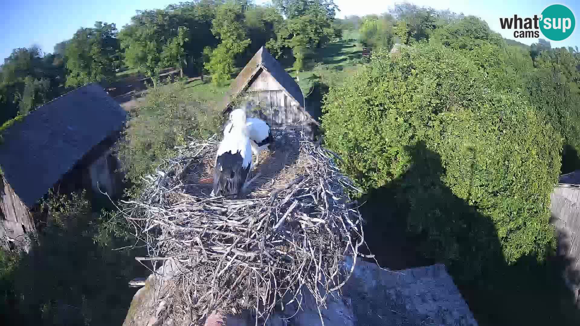U živo Europsko selo roda – Park prirode Lonjsko polje