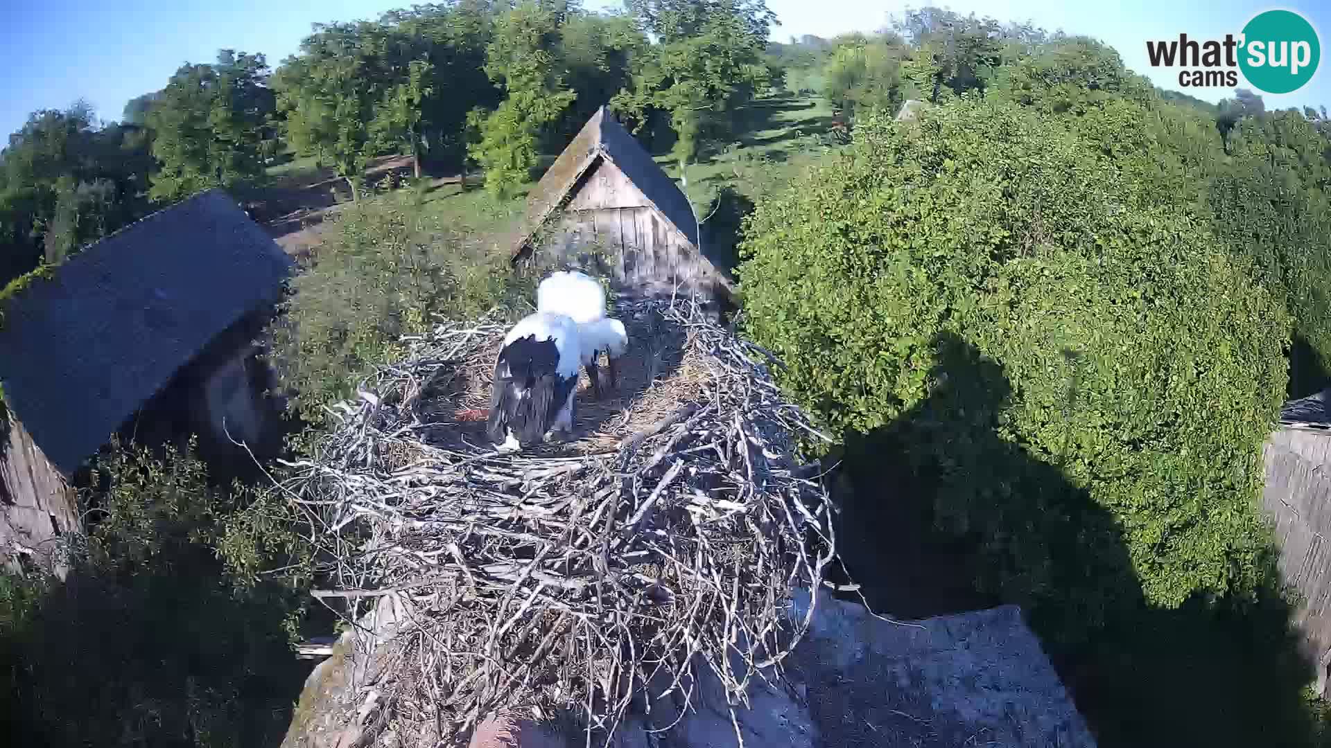 Village européen de cigognes webcam Parc naturel de Lonjsko polje