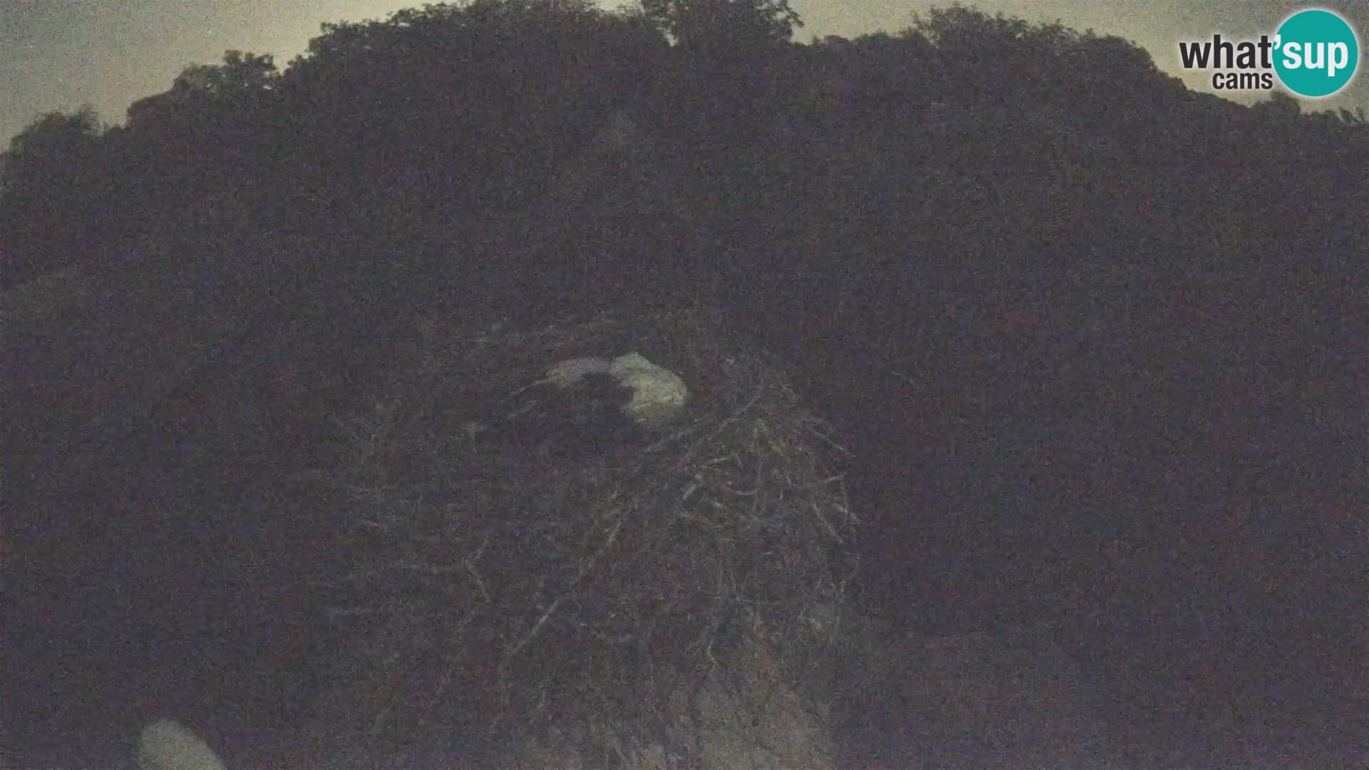 Webcam Europäisches Storchendorf – Naturpark Lonjsko polje