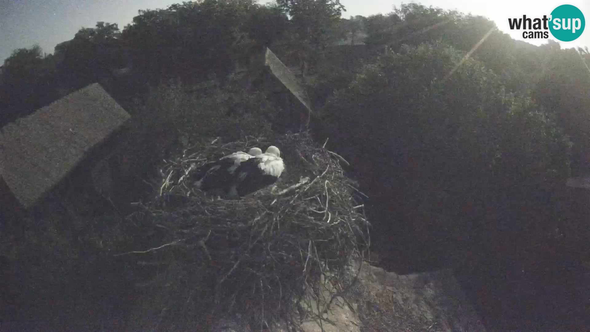 Webcam Europäisches Storchendorf – Naturpark Lonjsko polje