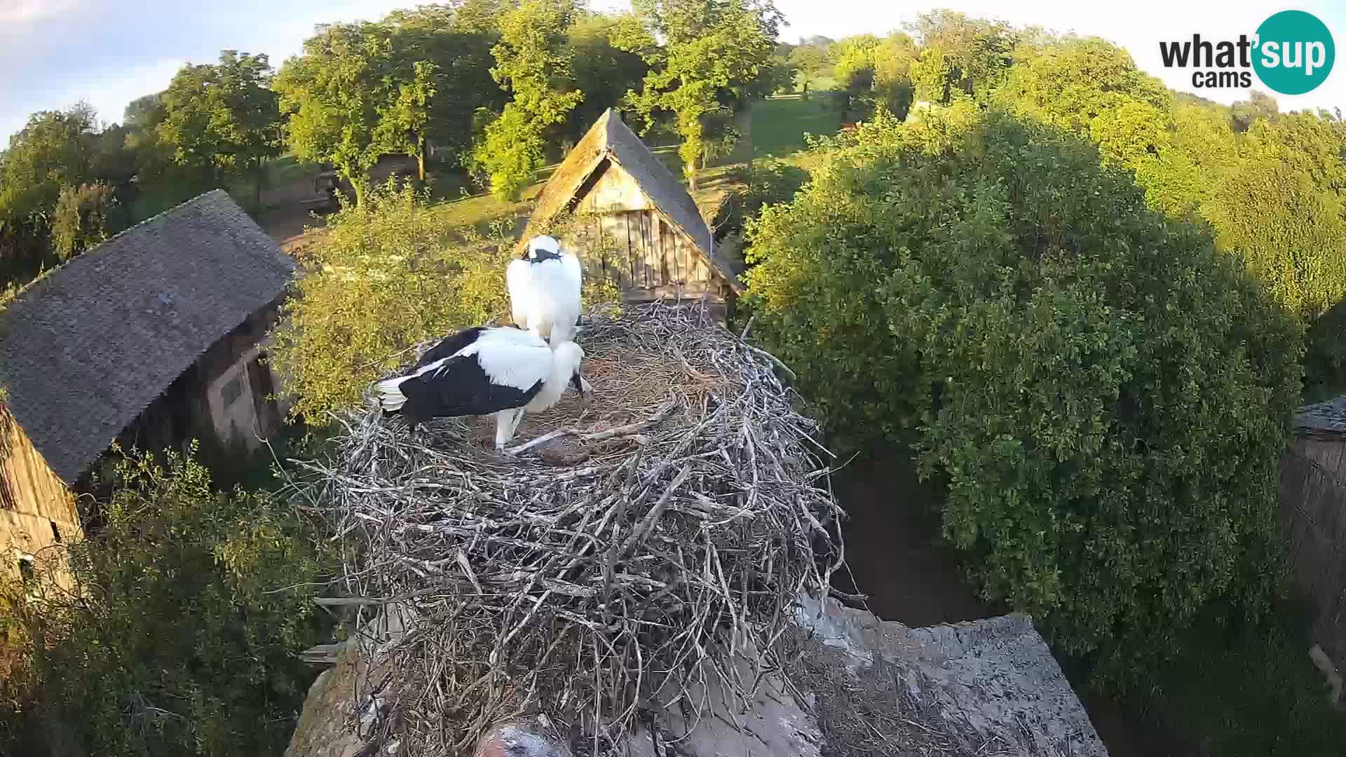 Webcam Europäisches Storchendorf – Naturpark Lonjsko polje